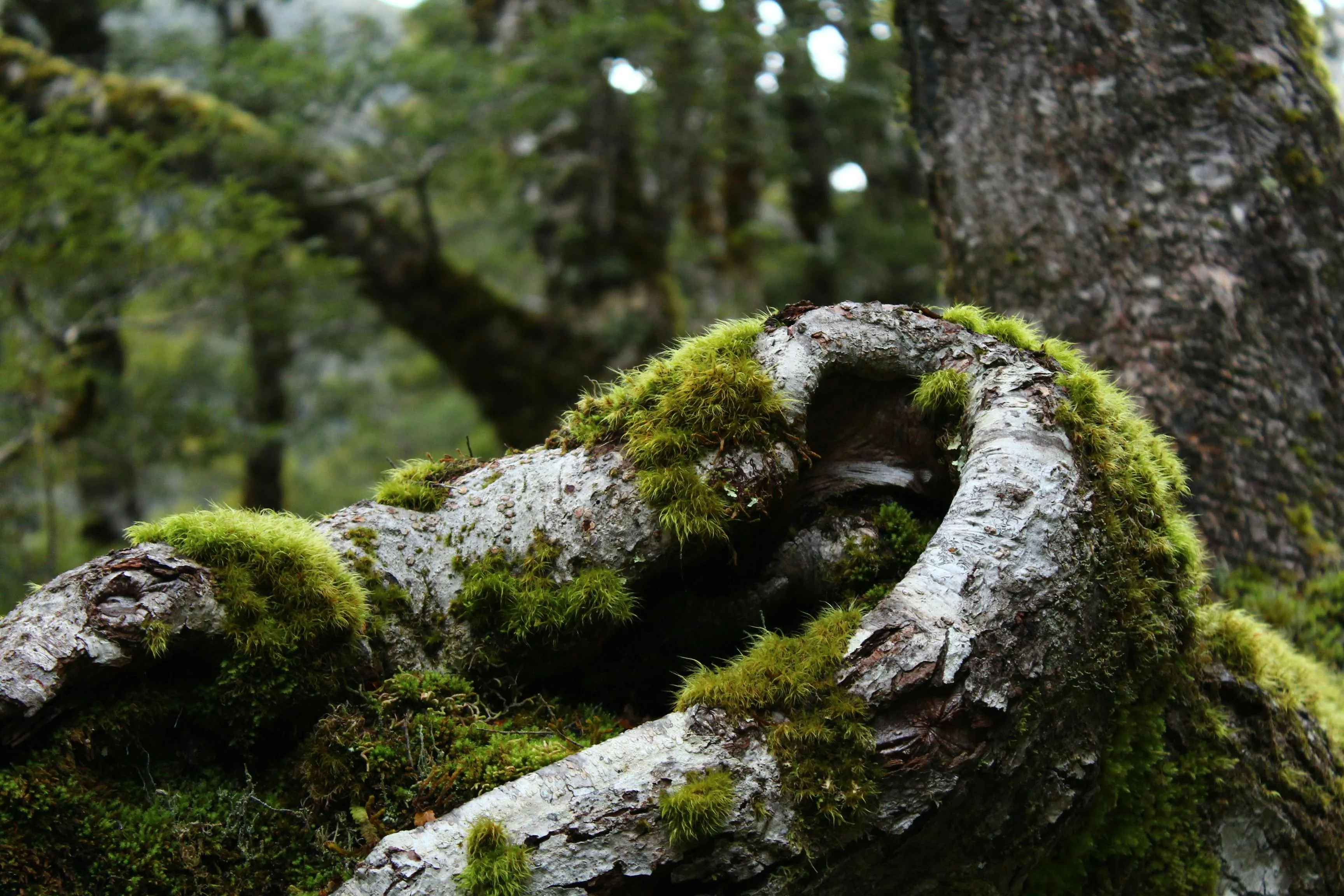 Curved Moss Covered Branch in a Green Ancient Forest
