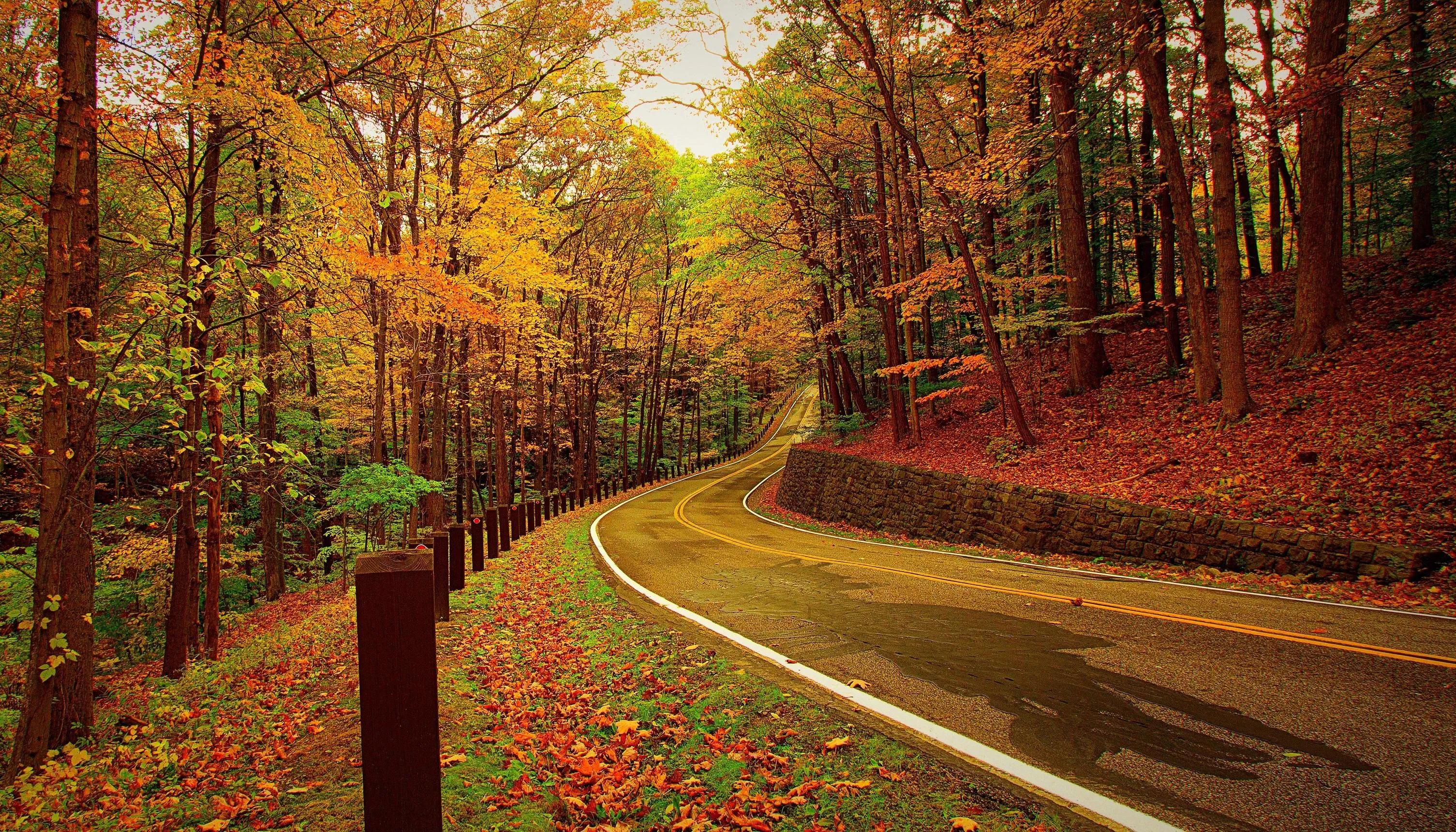 Curved Road in Forest with Autumn Leaves on Ground