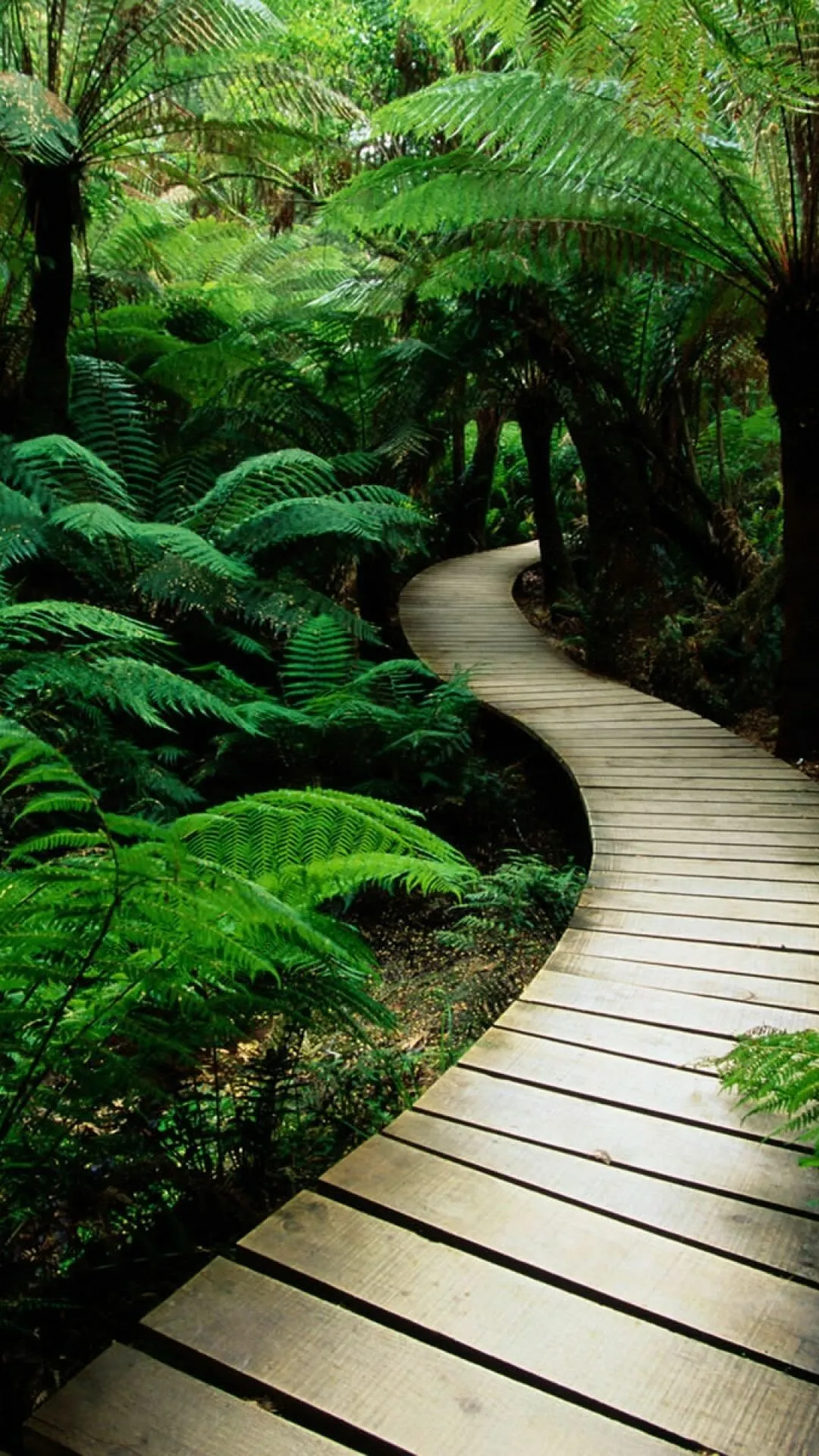 Curved Wooden Path Through Dense Tropical Forest Wallpaper