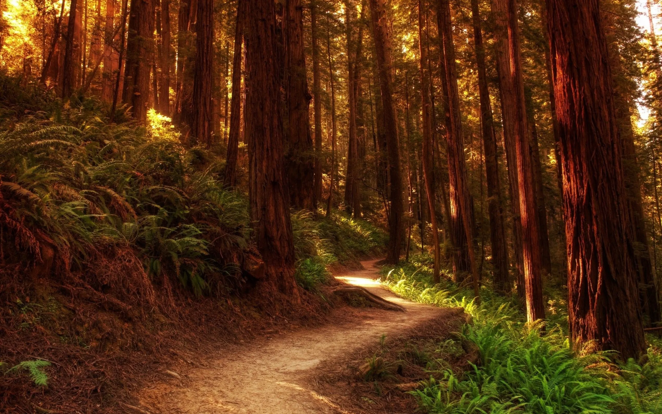Curving Forest Pathway with Redwood Trees in Light Wallpaper