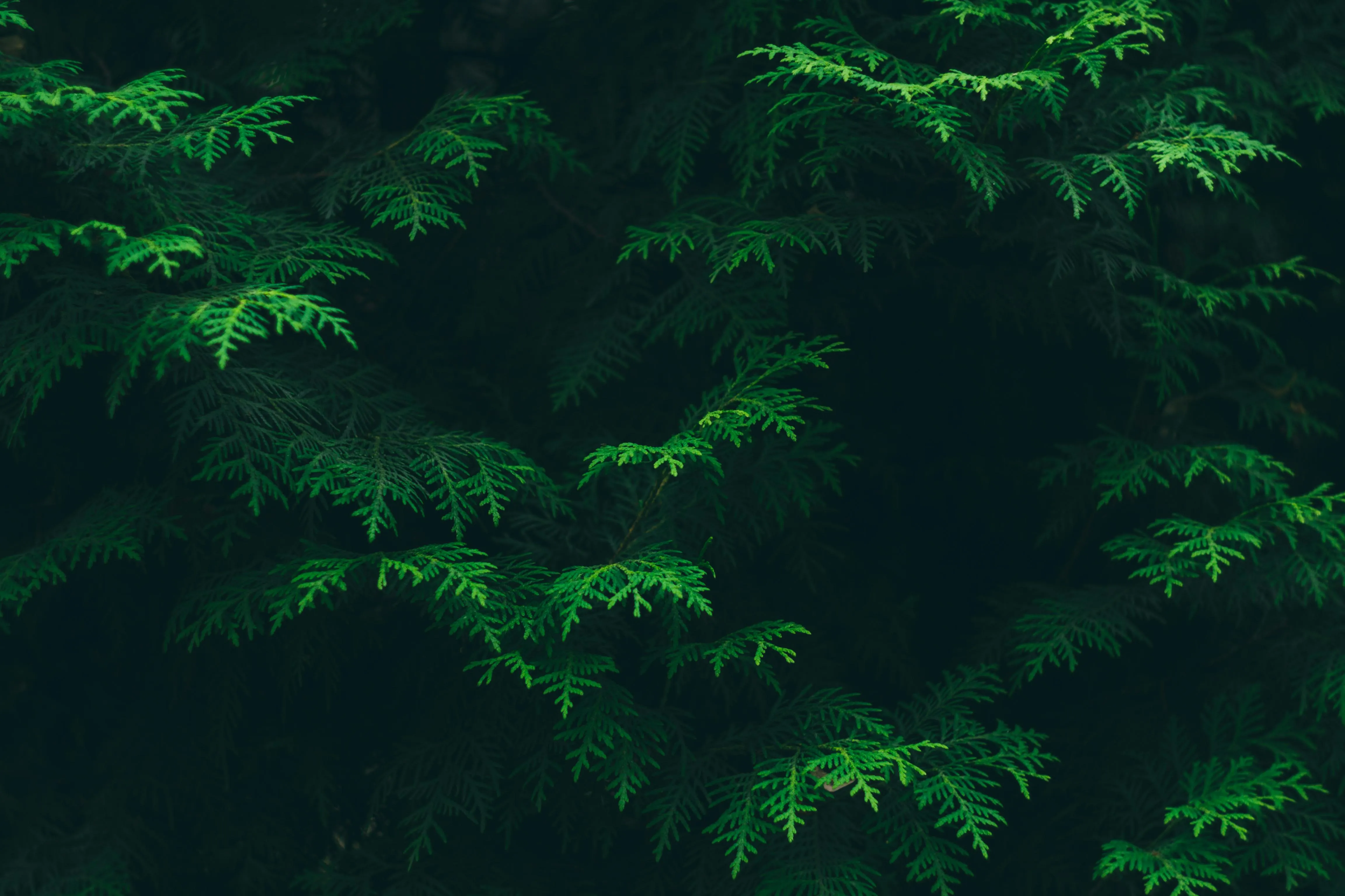 Dark Evergreen Forest with Dense Mysterious Greenery