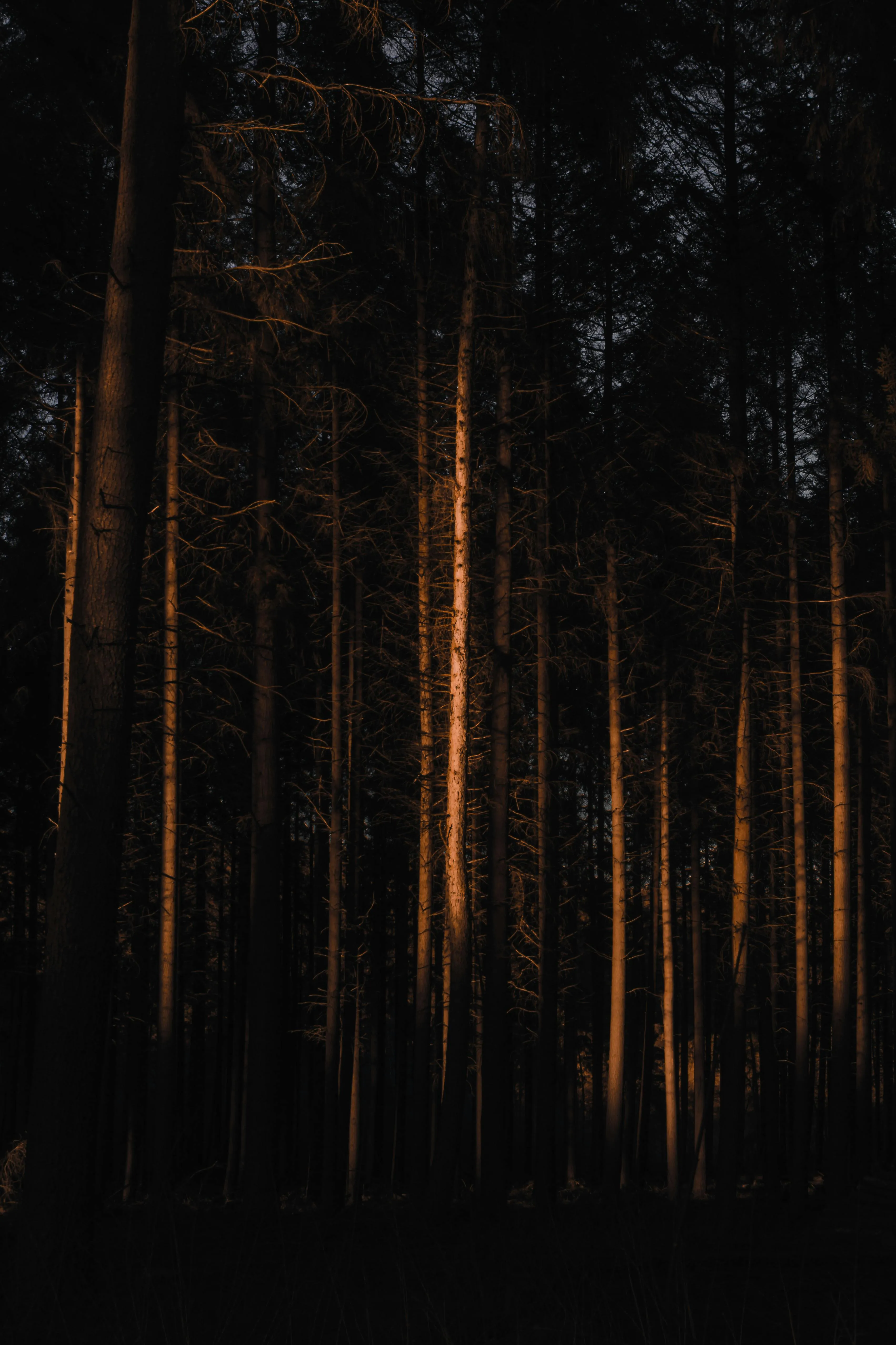 Dark Forest with Golden Light Illuminating Tree Trunks