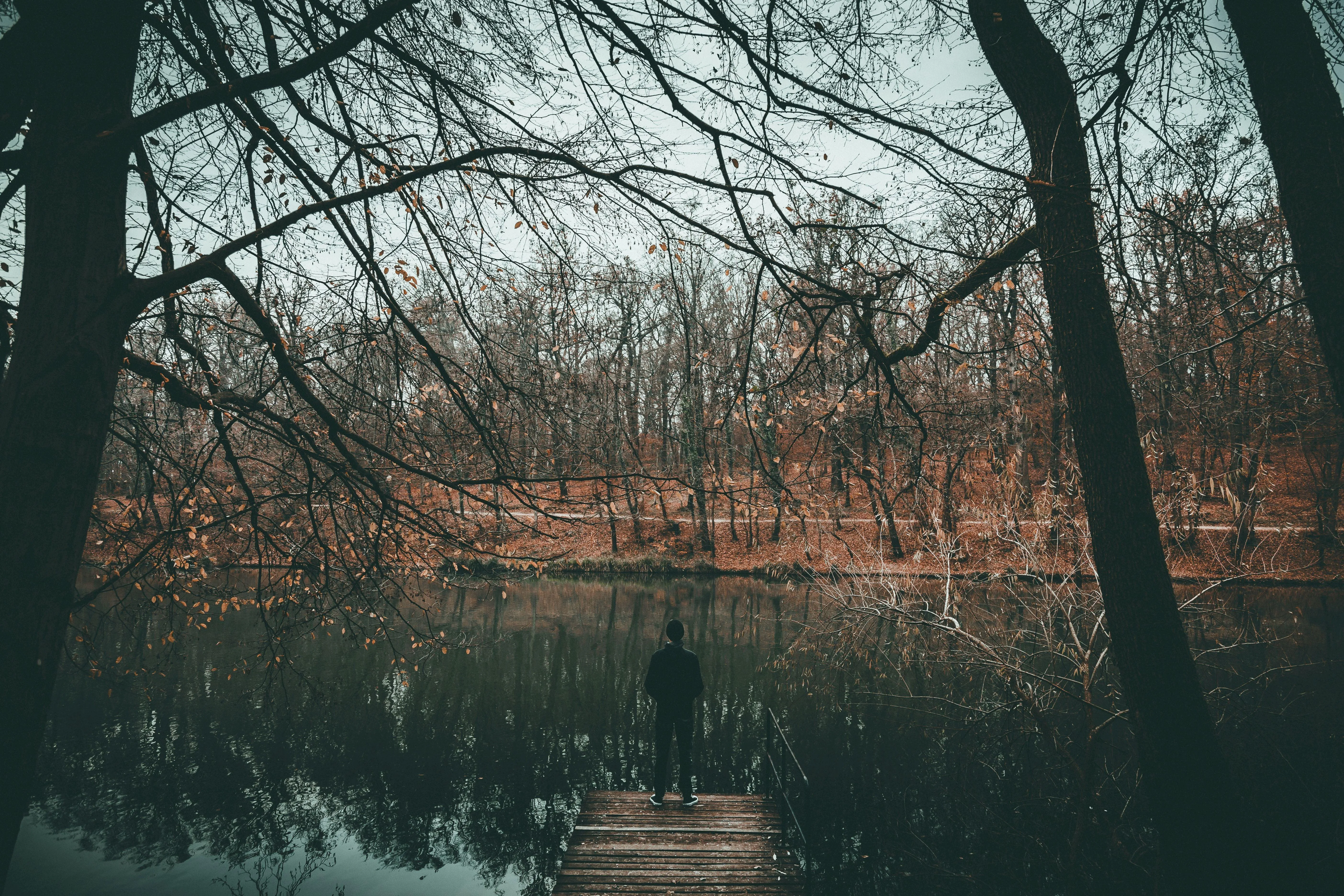 Dark Forest Path Surrounded by Tall Bare Trees image