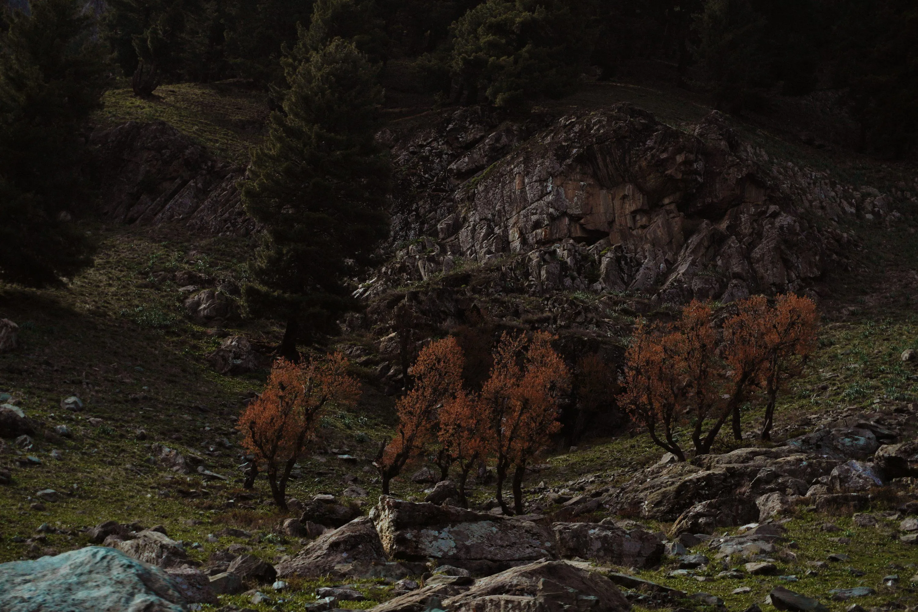 Dark forest scene with autumn leaves and foggy atmosphere