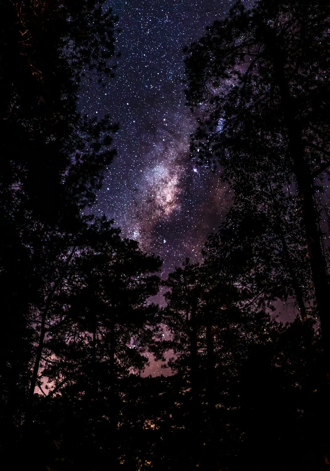 Dark Forest Silhouetted Against Star Filled Night Sky
