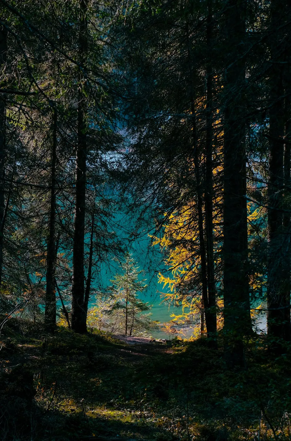 Dark Green Forest with Blue Sunlight Casting Shadows
