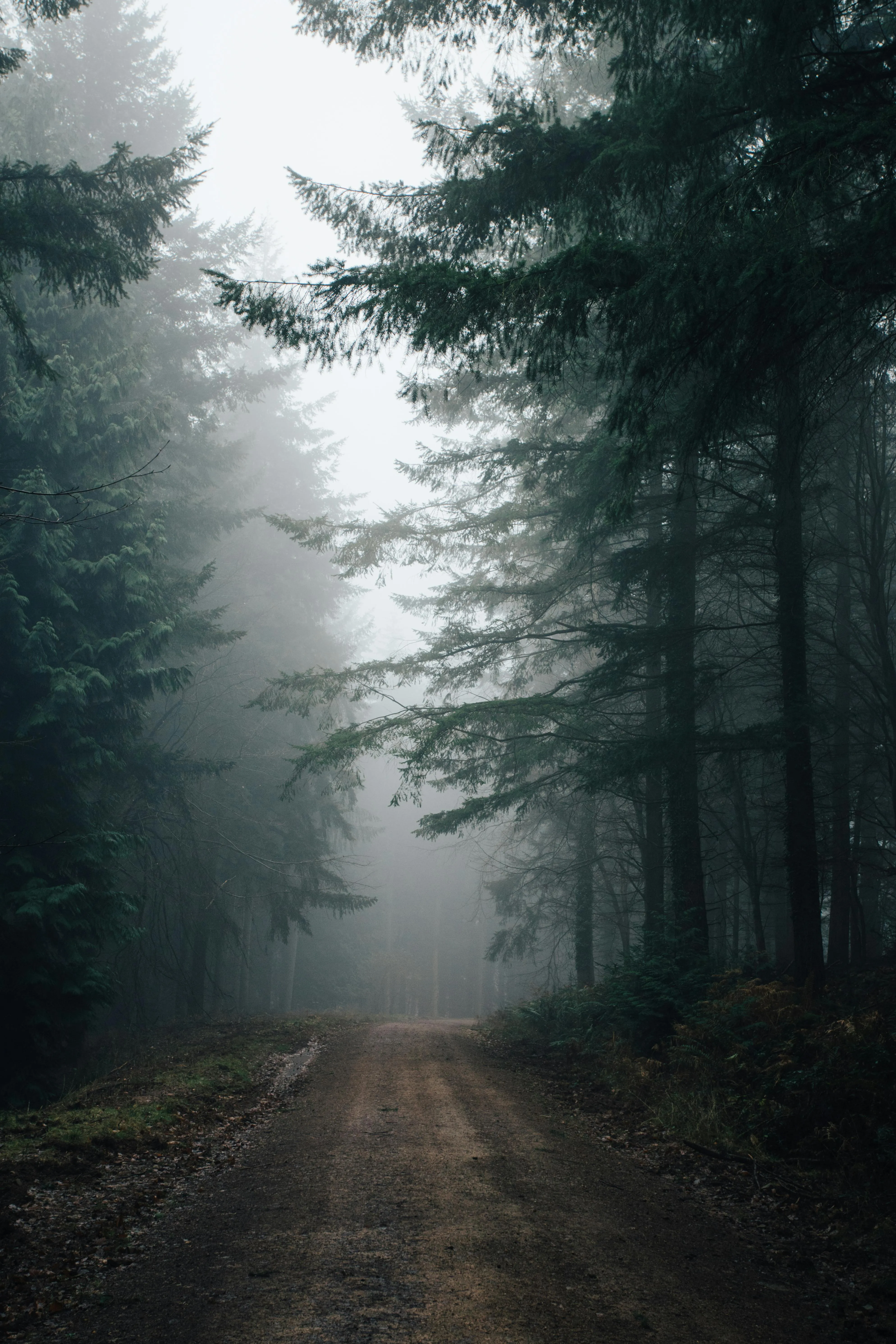 Dark Misty Forest Road with Towering Trees on Both Sides