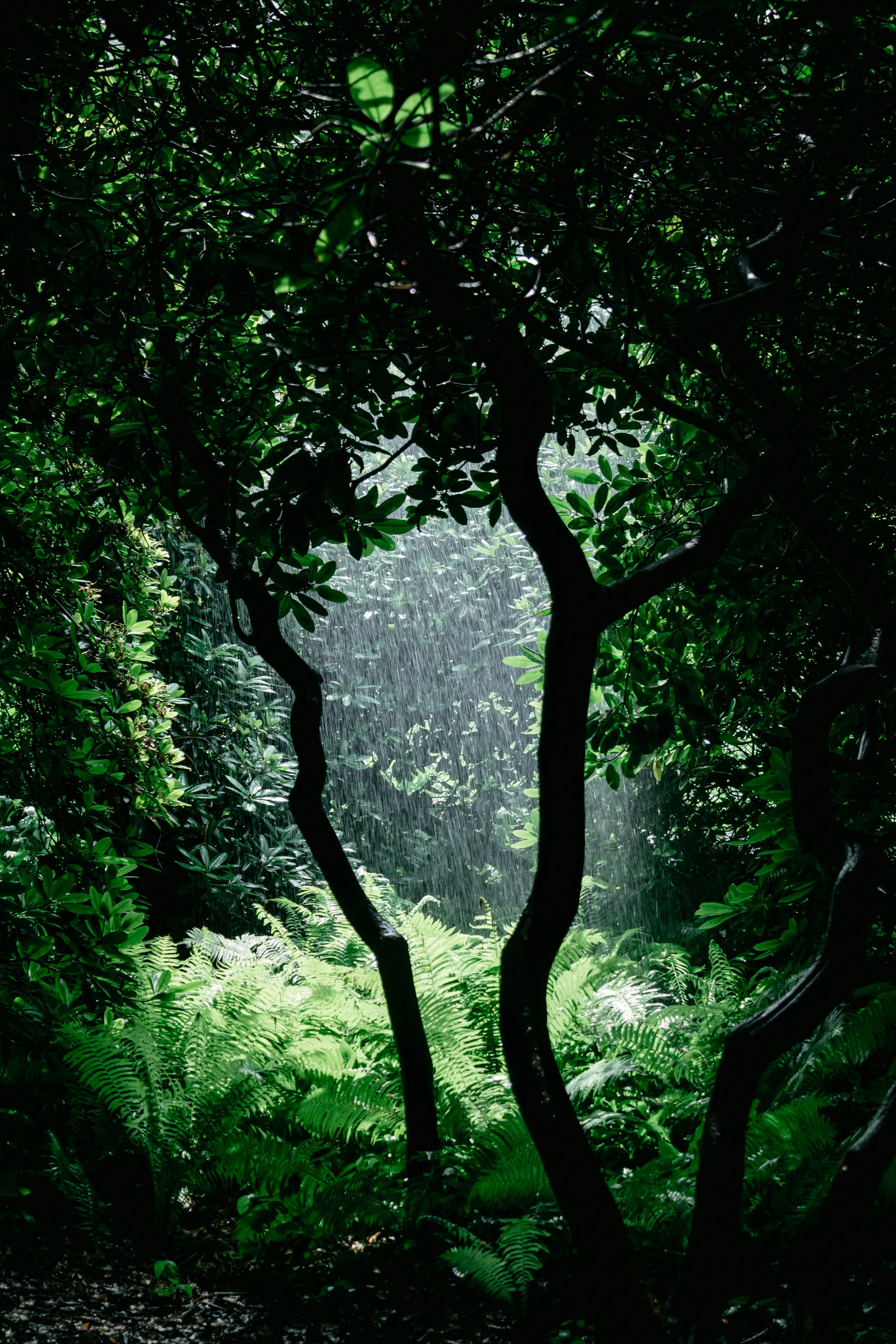 Dark Silhouette of Twisted Tree Branches in Deep Green Woods