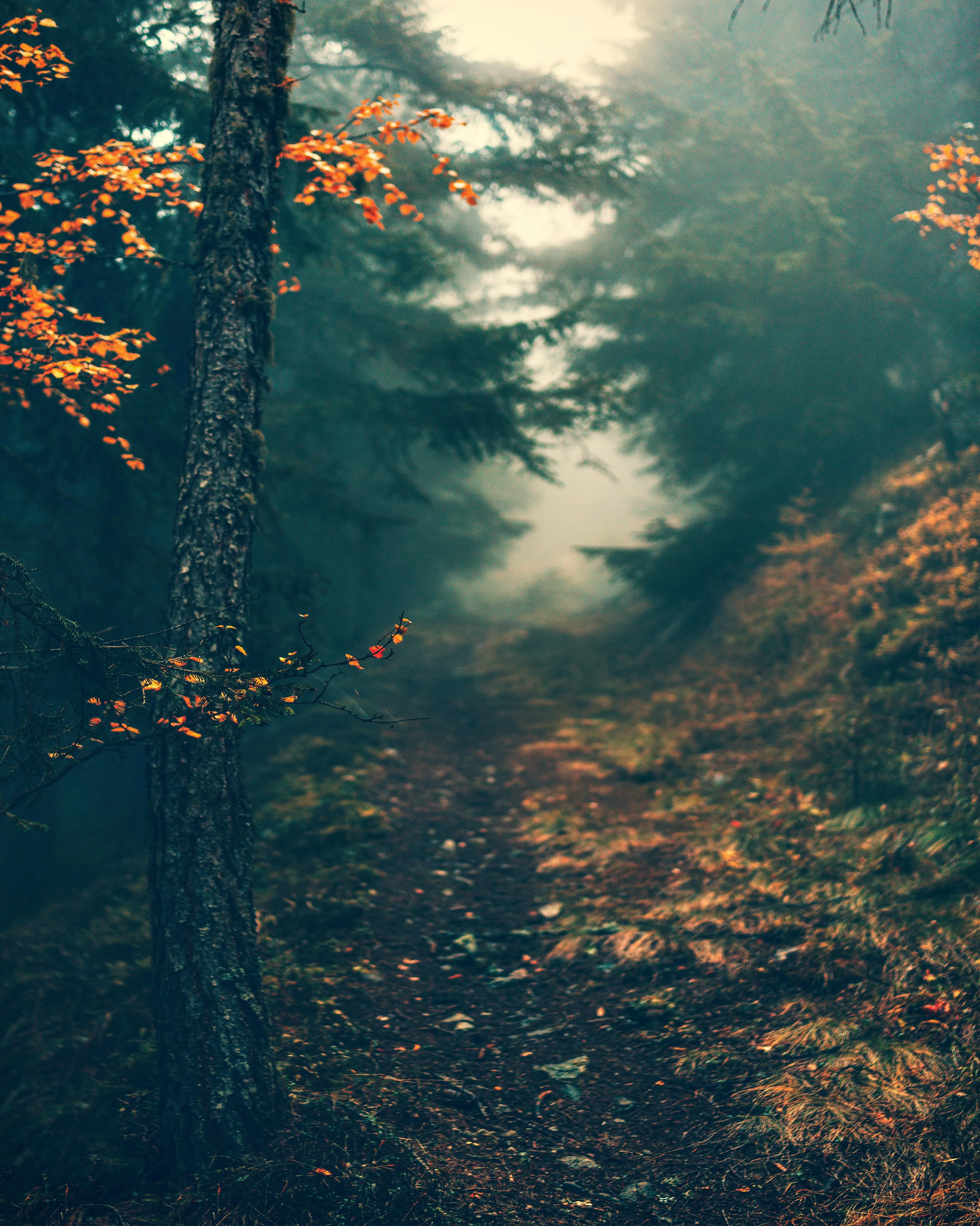 Deep Dark Forest with Mist and Orange Glowing Leaves Image