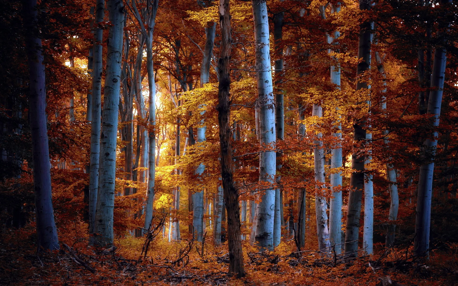 Deep Forest with Glowing Tree Trunks in Fall Evening Light