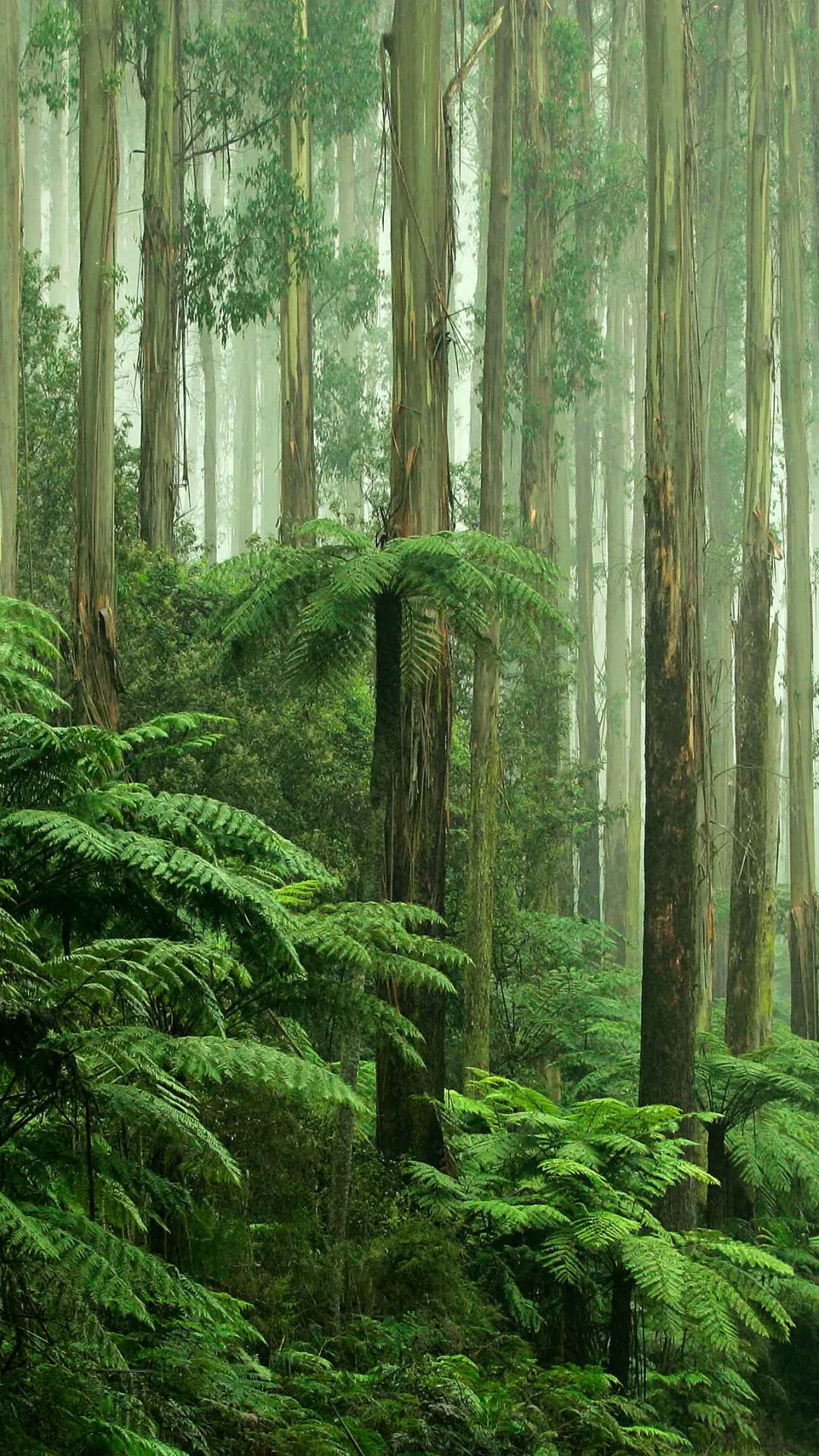 Deep Green Ferns Cover the Forest Floor in Soft Sunlight