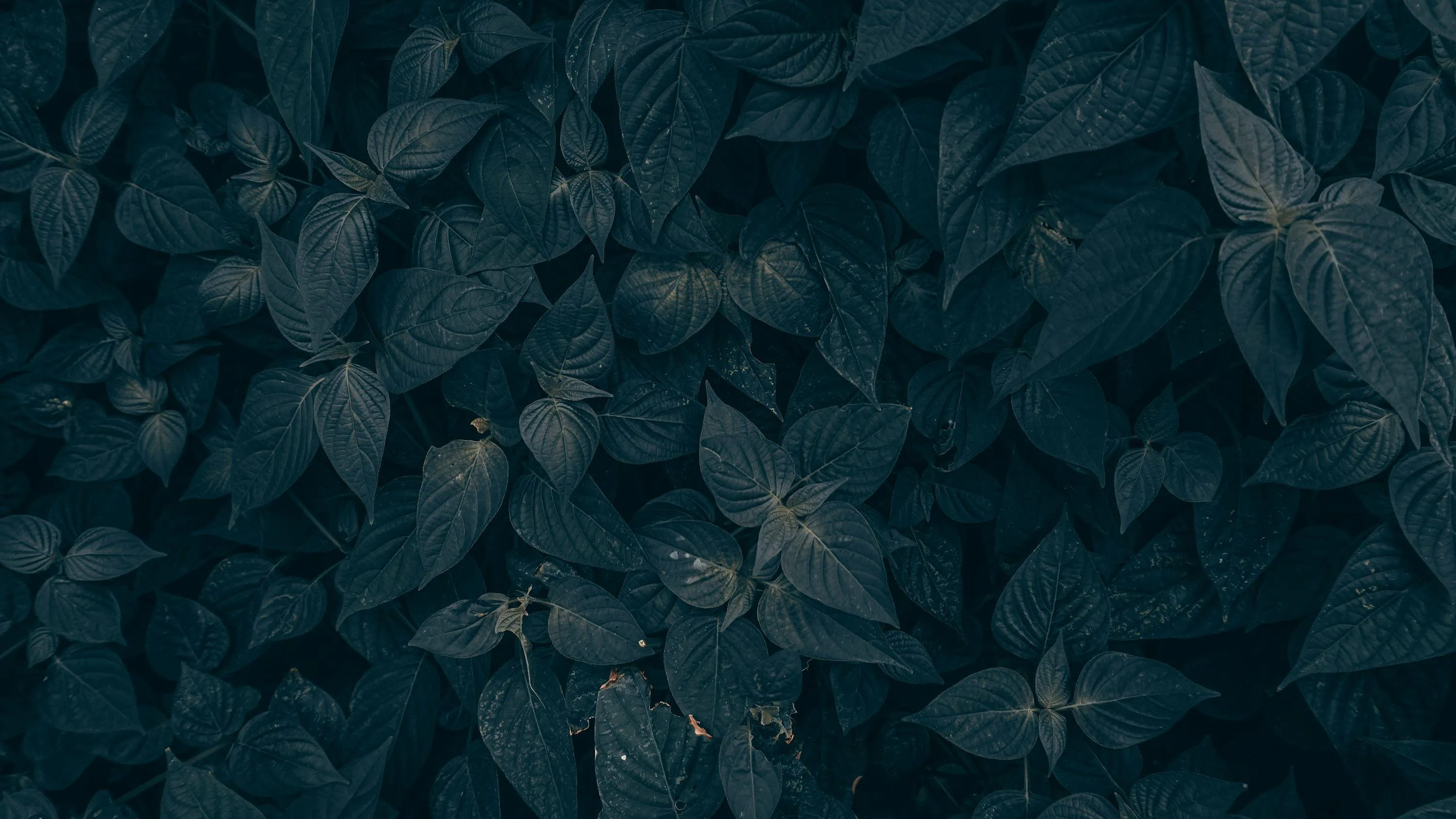 Deep Green Leaf Pattern in Close Up Texture free image