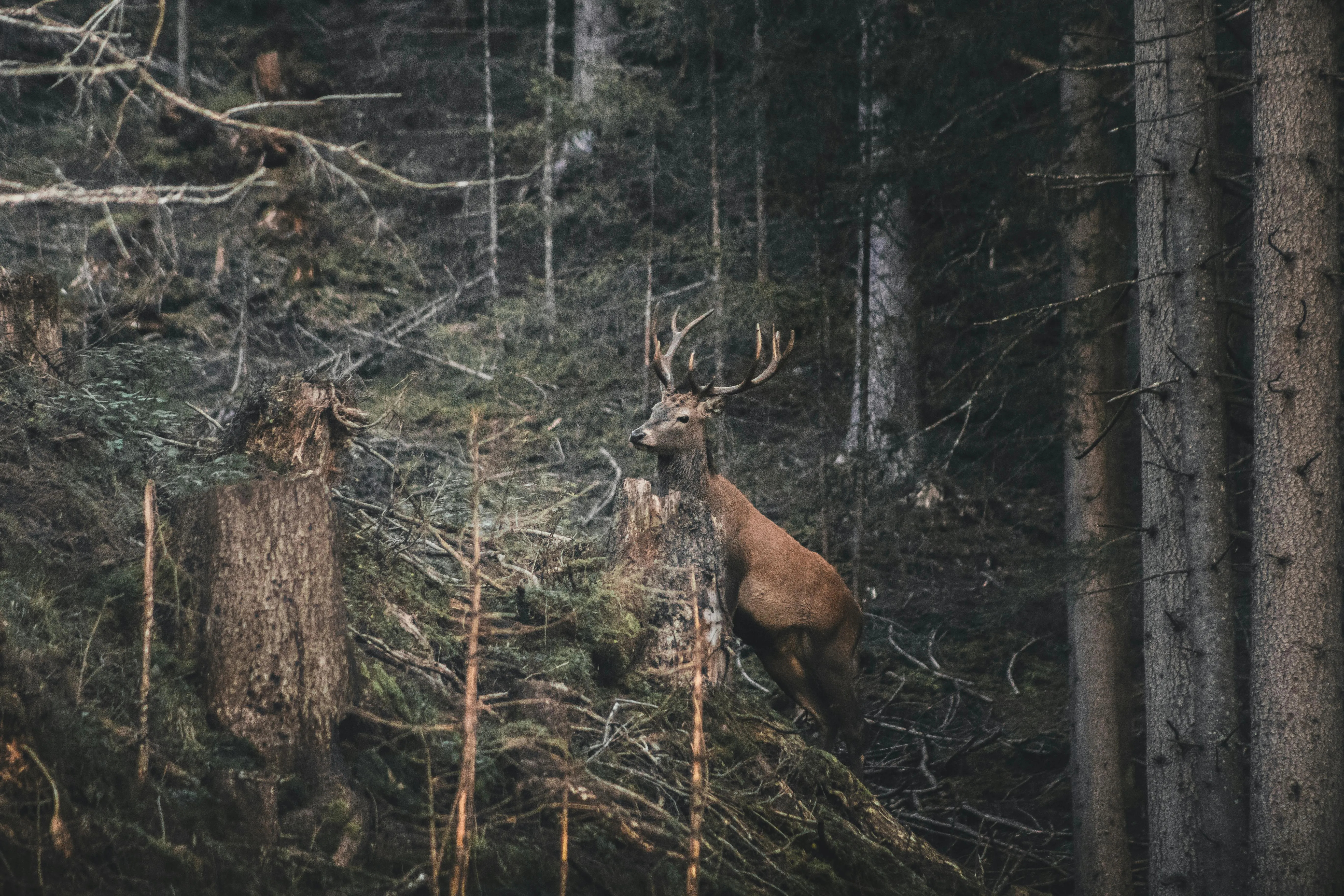 Deer Is Standing Quietly in a Dense Pine Forest Wallpaper
