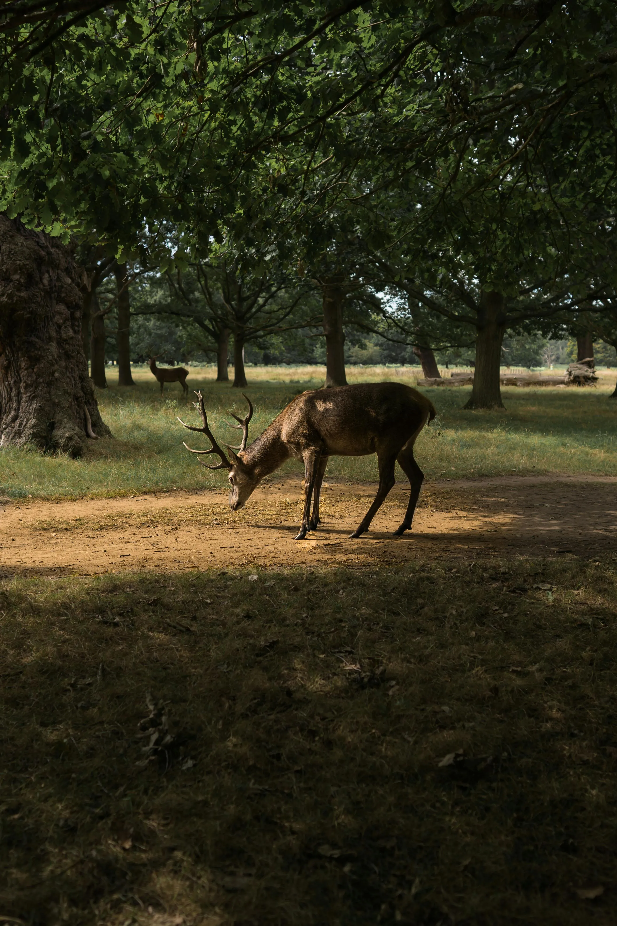 Deer Is Walking Peacefully Through a Quiet Forest Field