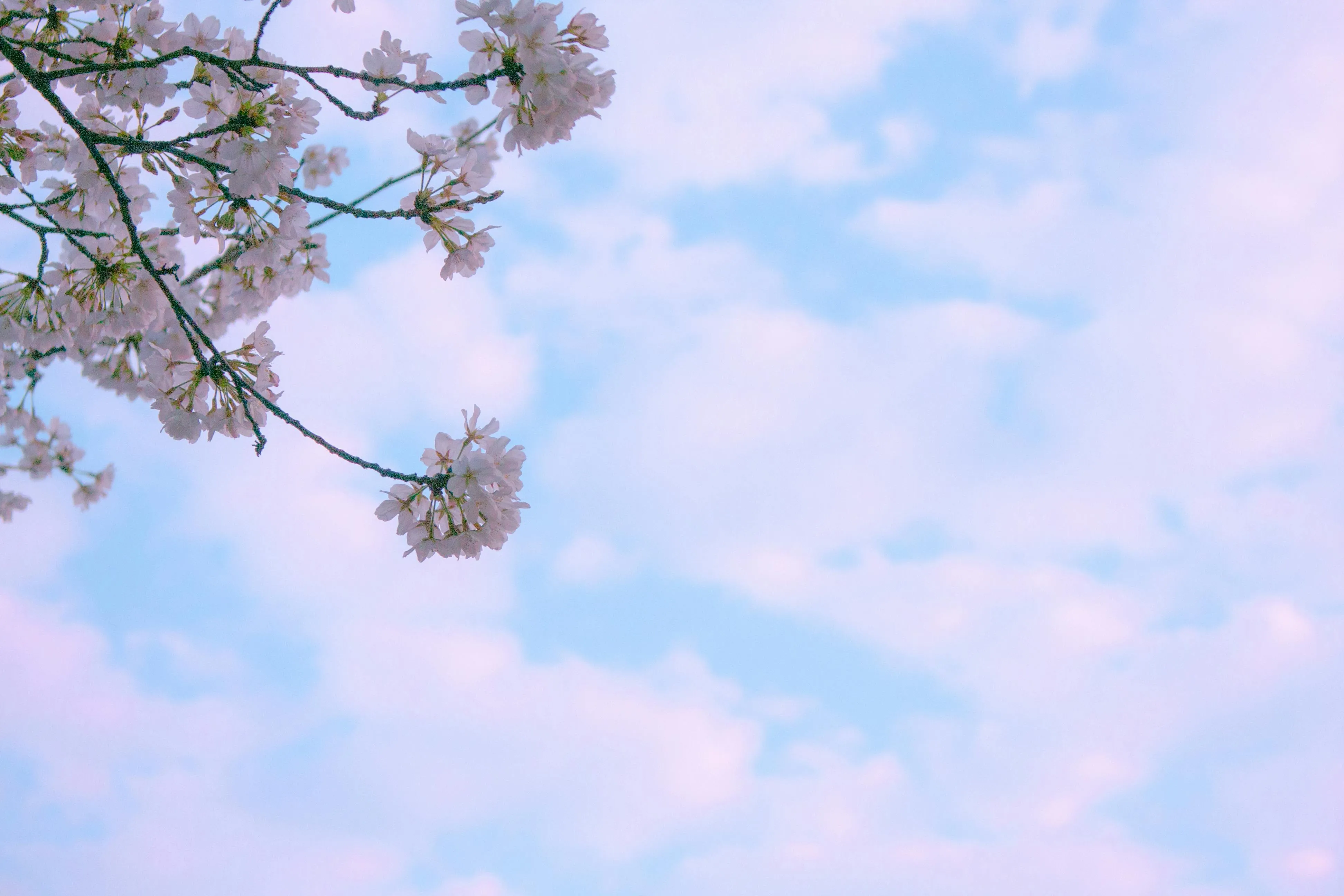Delicate Cherry Blossom Branch Against Clear Sky Wallpaper