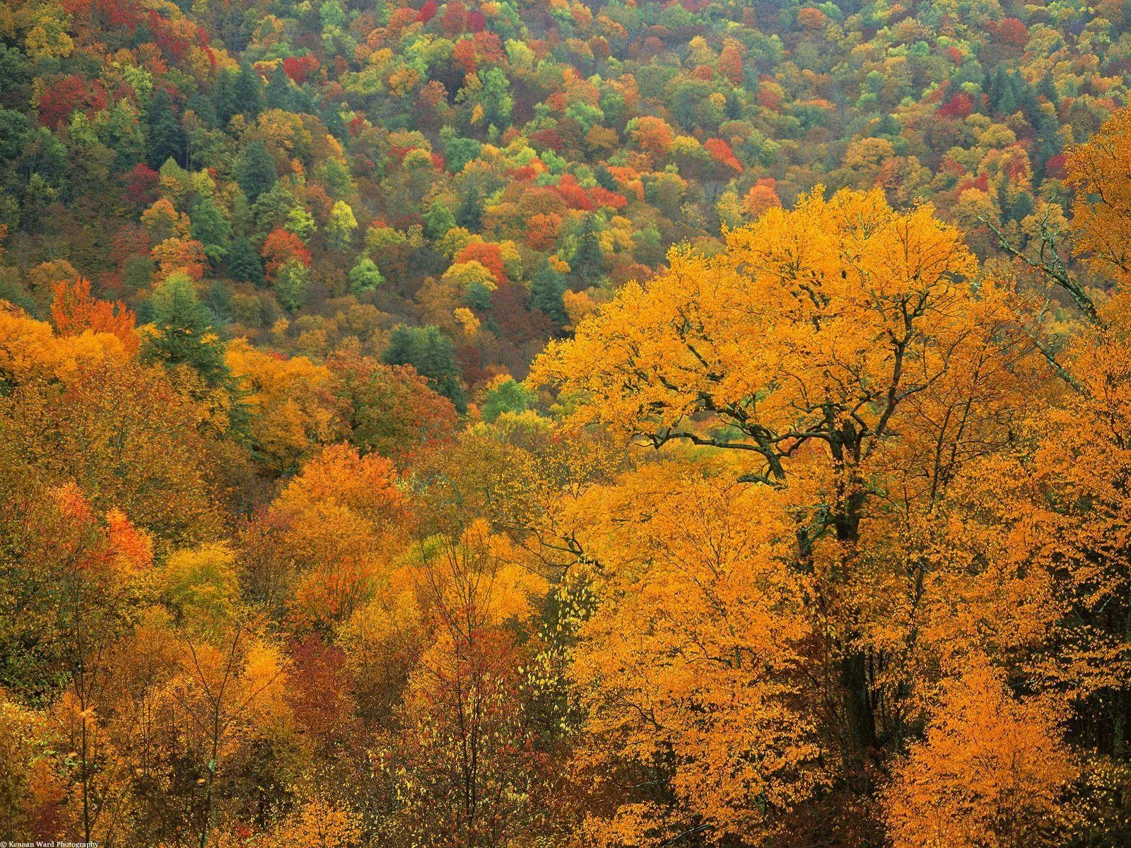 Dense Autumn Forest with Orange and Yellow Leaves image