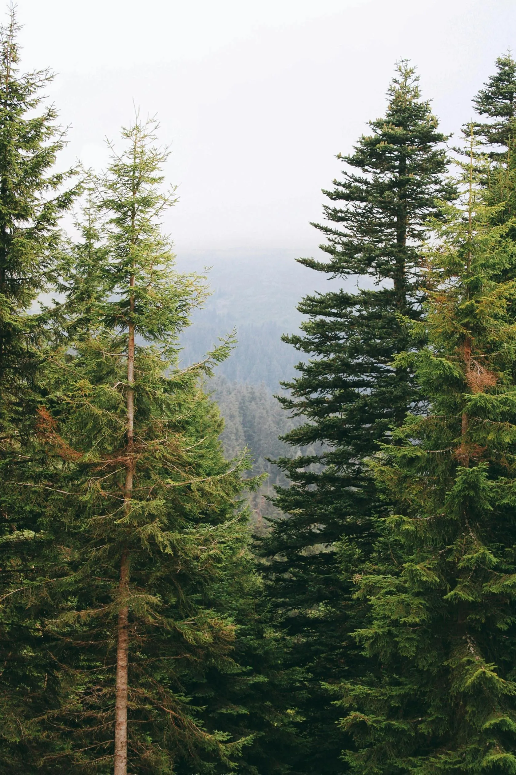 Dense Evergreen Trees with Misty Mountains Free Wallpaper