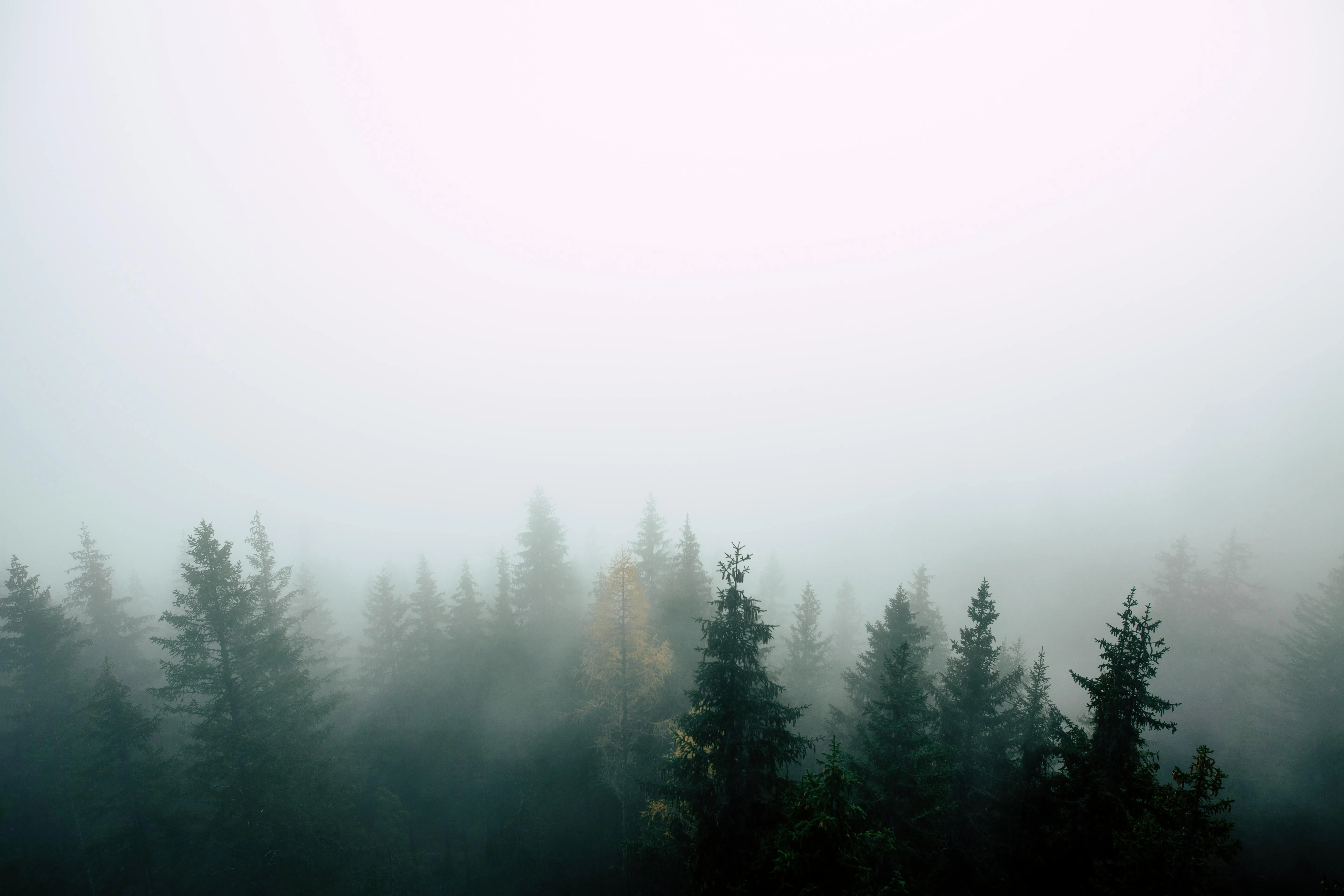 Dense Fog Hovering Over Forested Landscape and Hills