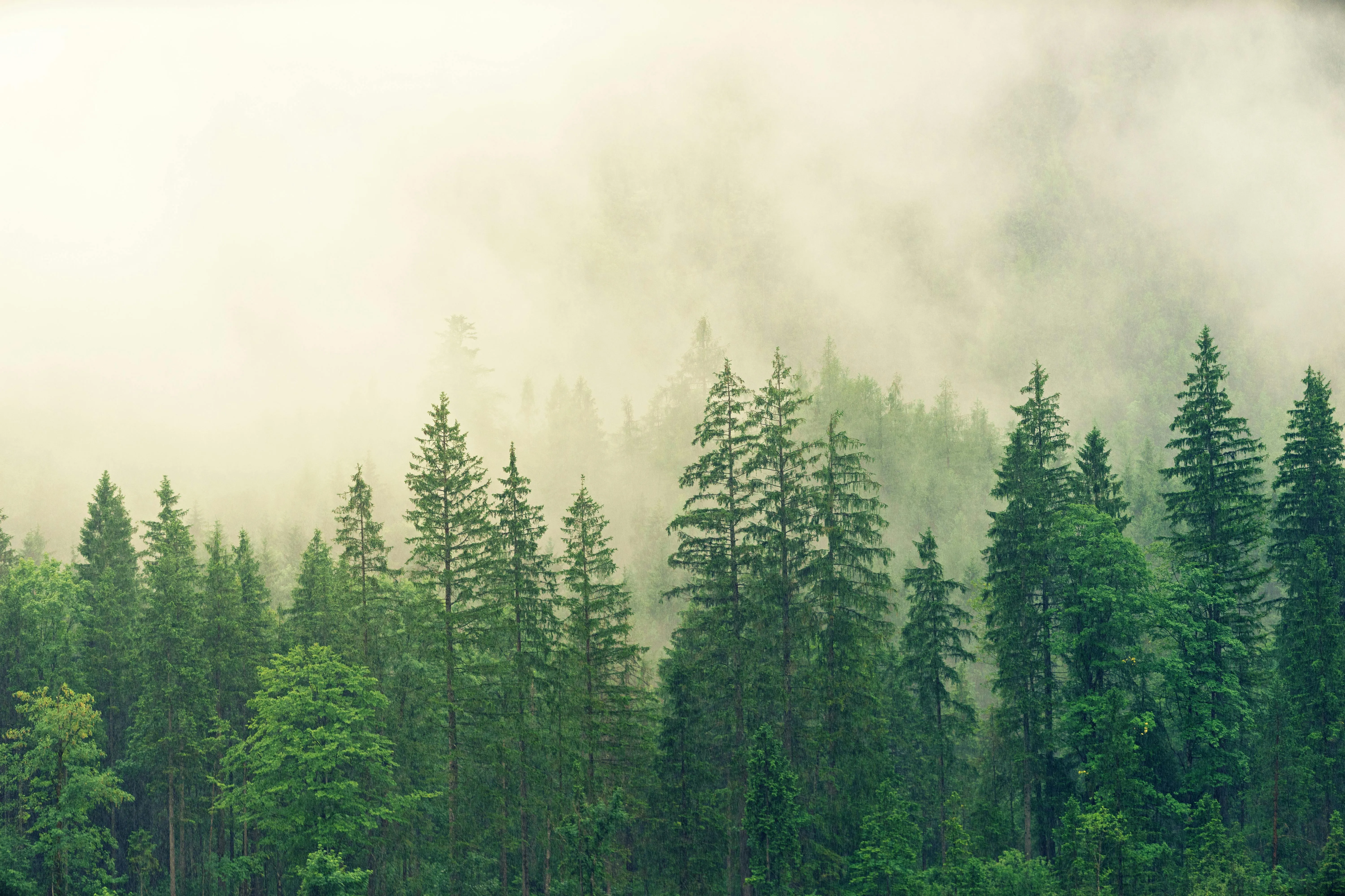 Dense Forest Covered in Fog with Light Breaking Through
