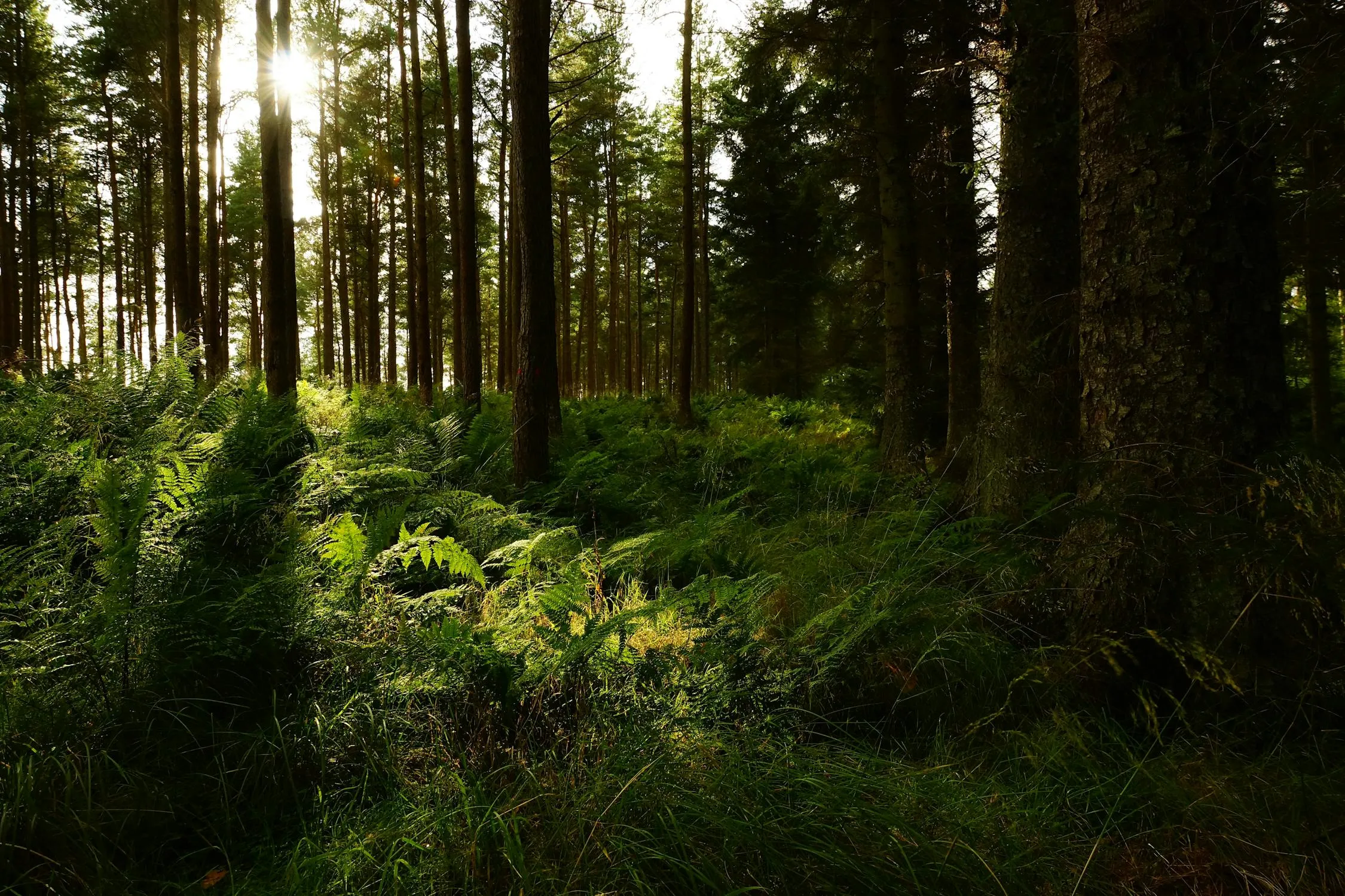Dense Forest Floor with Ferns Lit by Soft Natural Sunlight