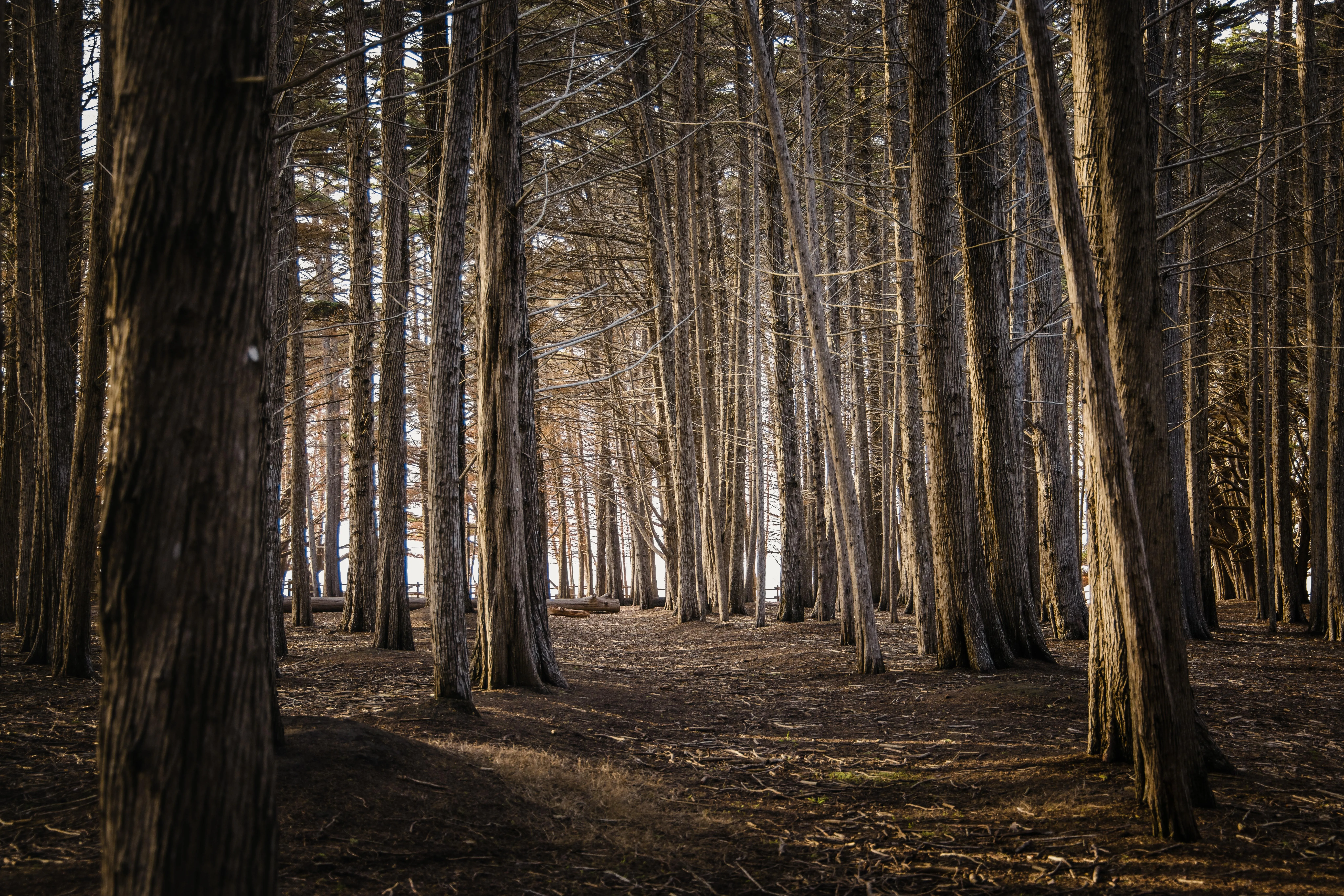 Dense forest trees creating dark mysterious path image
