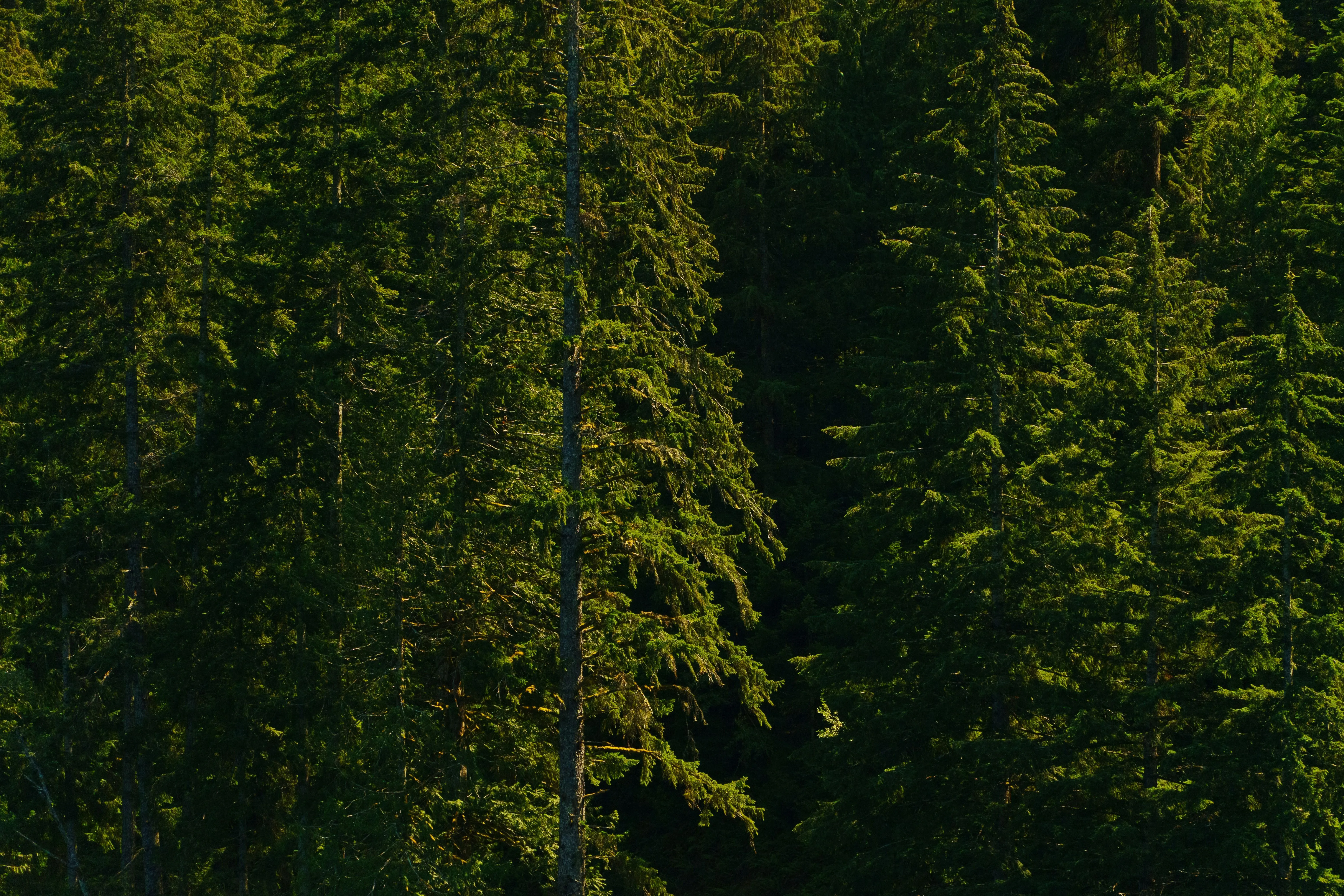 Dense forest trees viewed from below under bright sky
