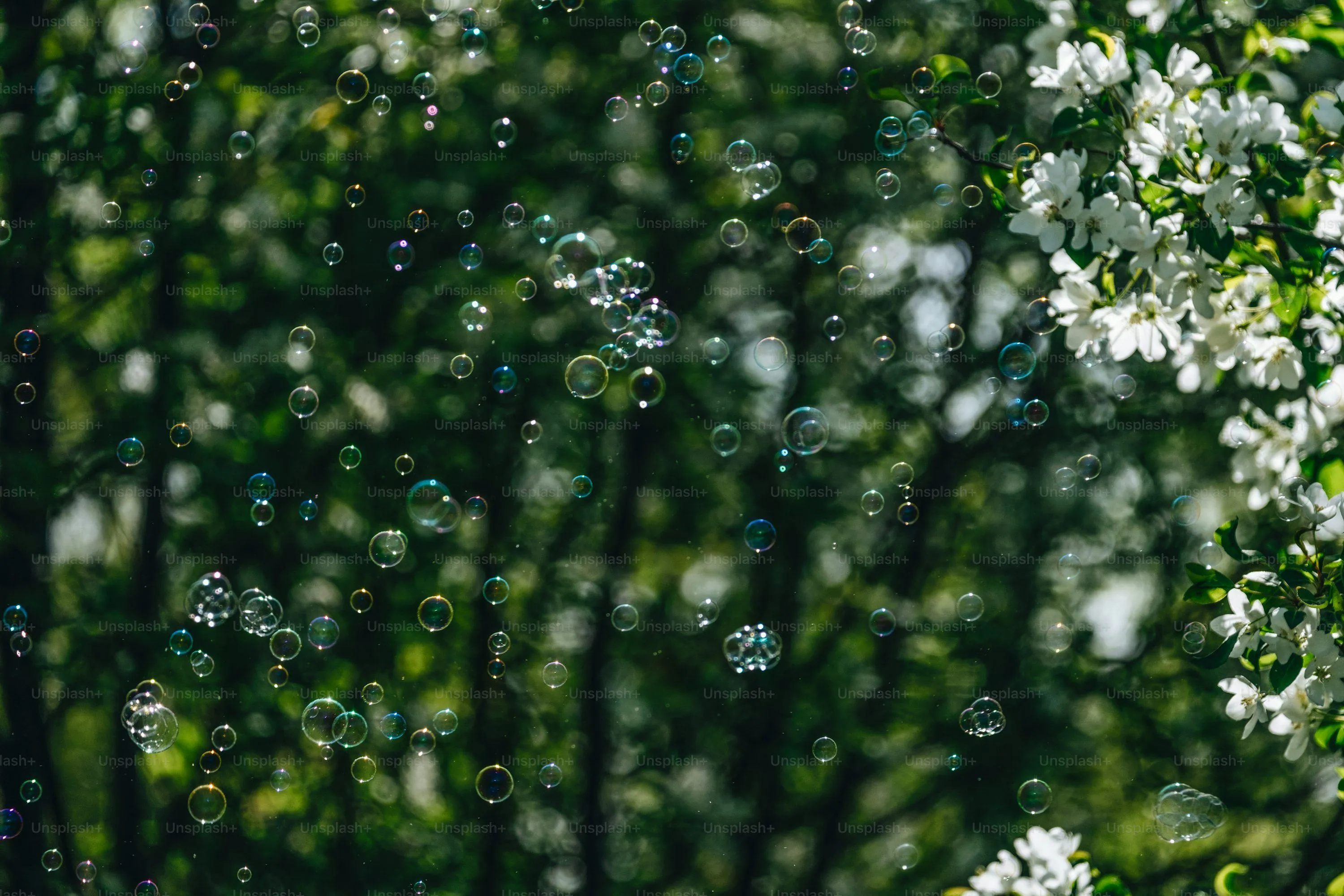 Dense Green Foliage Wet with Rain Free Hd Wallpaper