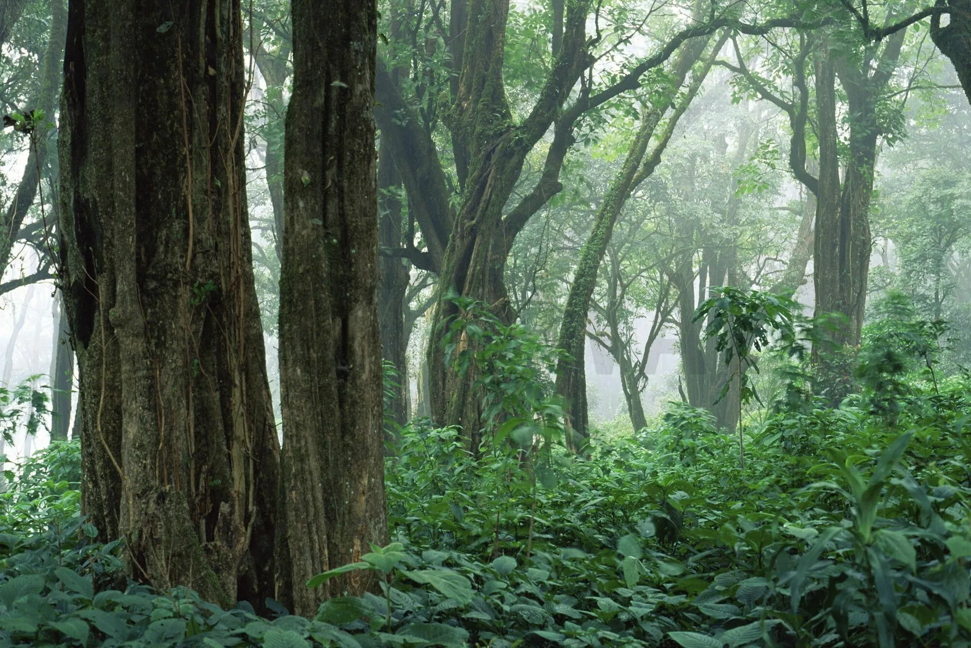 Dense Green Forest with Tall Trees Under Soft Diffused Light