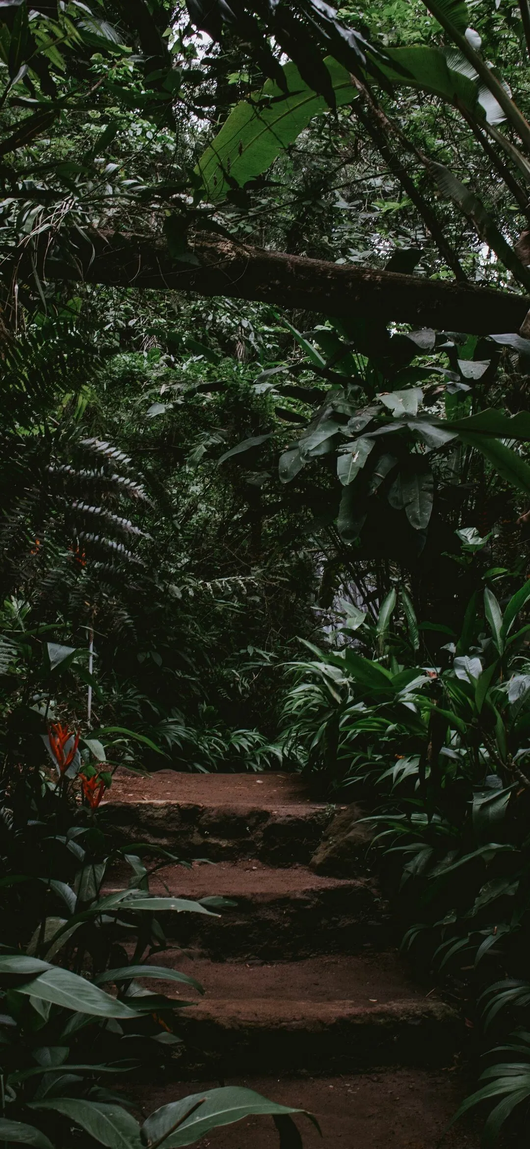 Dense Green Forest Trail Covered with Lush Tropical Plants