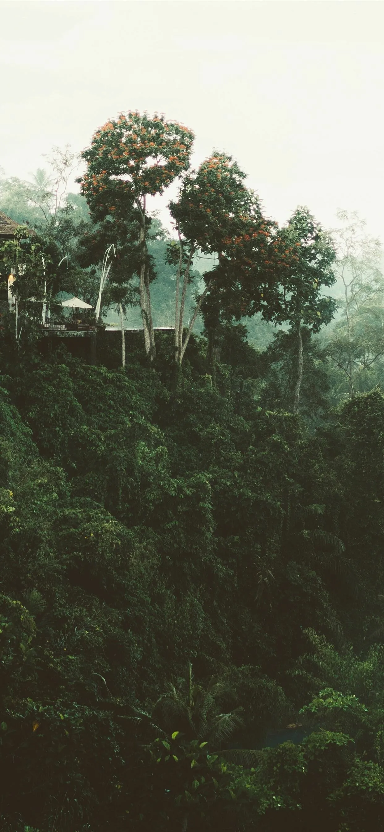Dense Green Hillside Forest Hides a Small Wooden Cottage