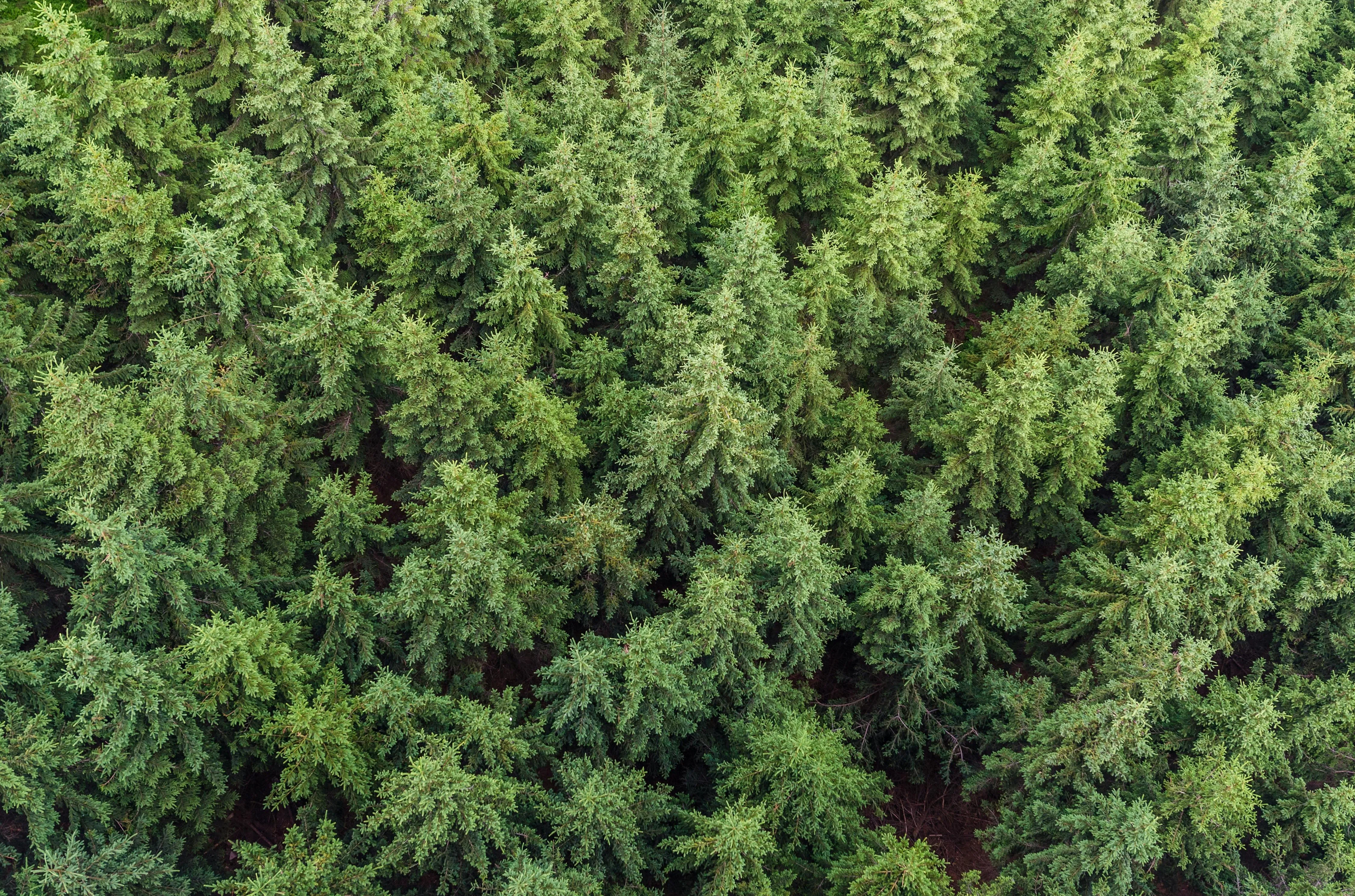 Dense Green Pine Forest Captured From a Top Down View