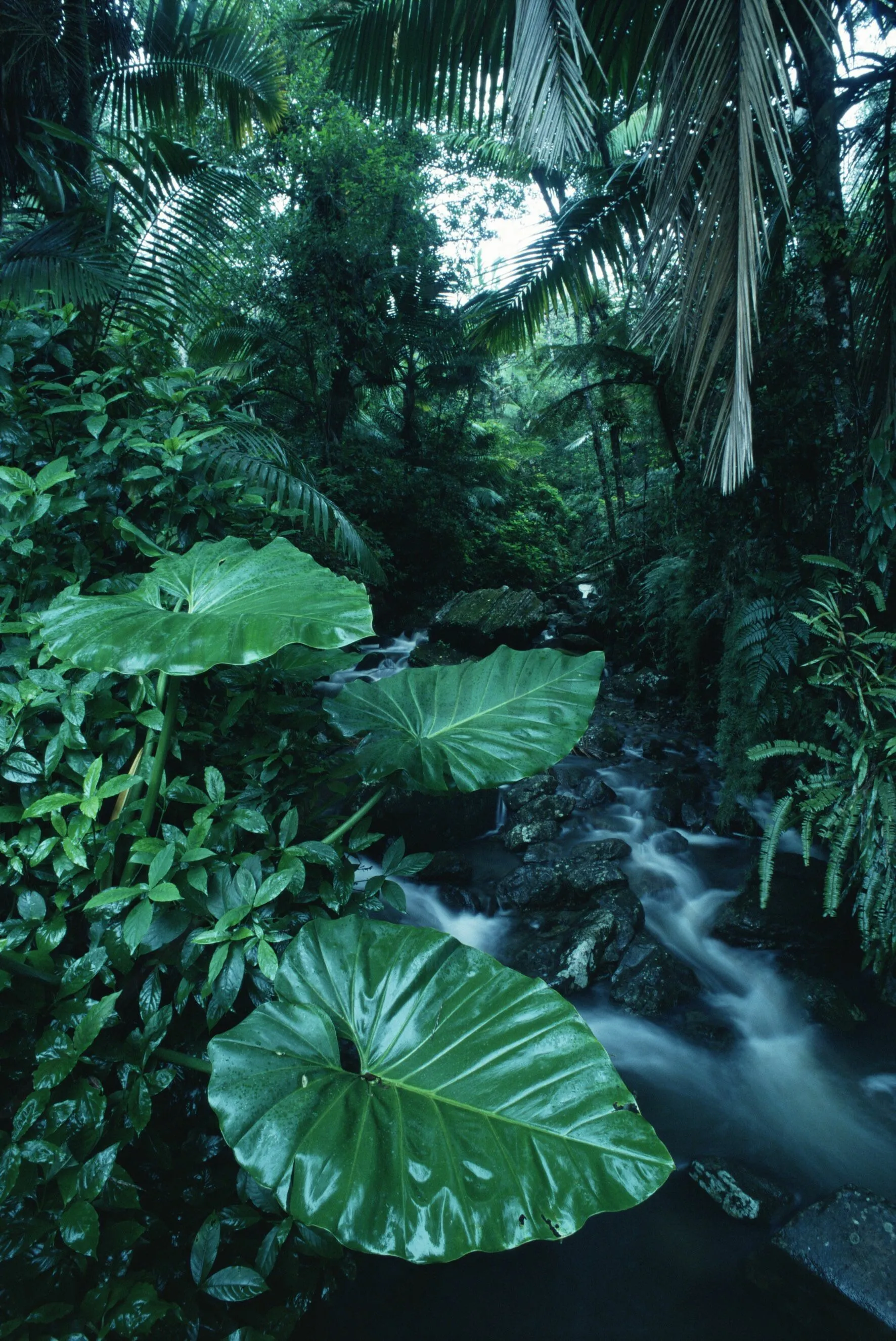 Dense Jungle Foliage with Large Green Leaves and Water Flow