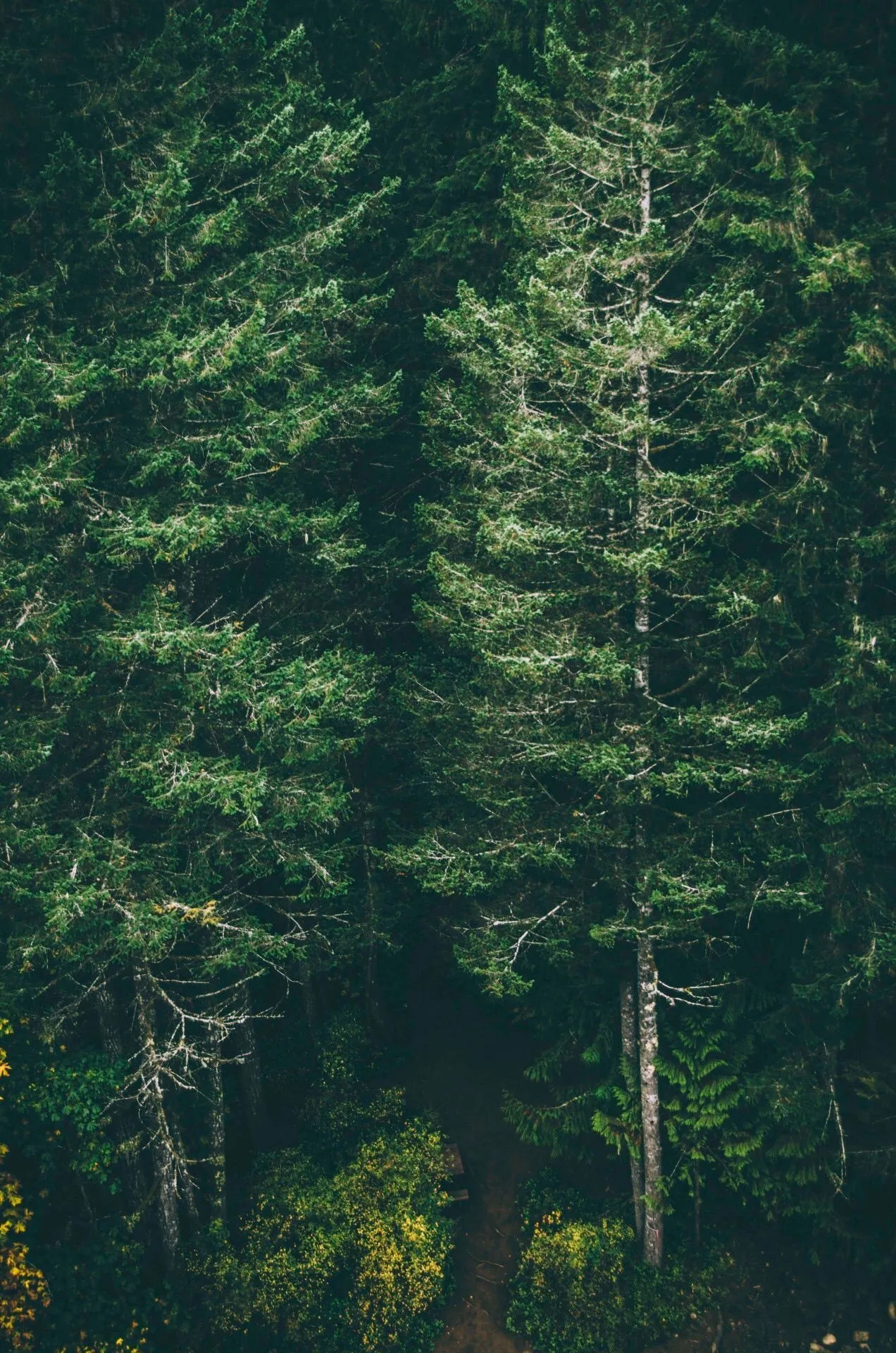 Dense Pine Forest with Tall Trees and Deep Green Foliage