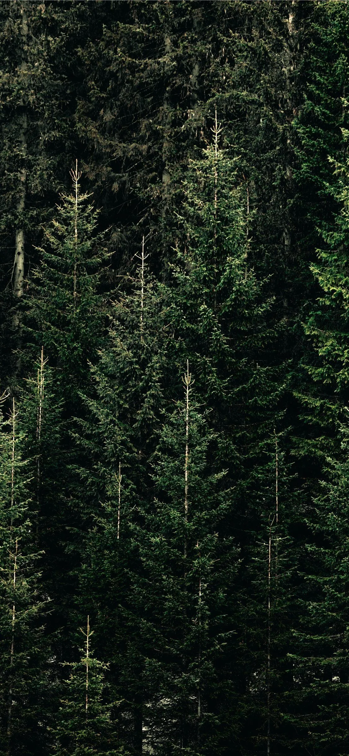 Dense Pine Trees Growing in a Vertical Forest Slope