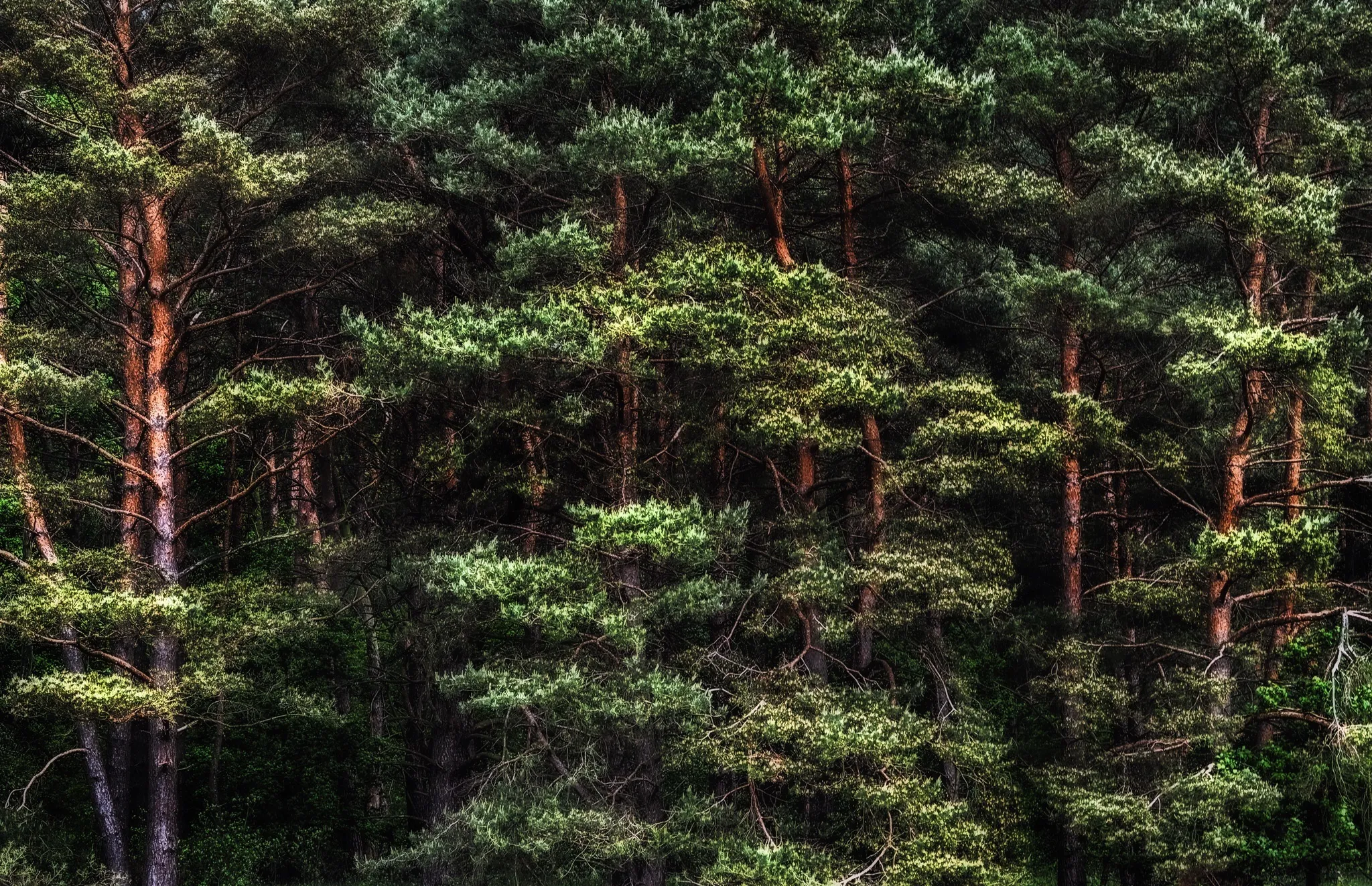 Dense Pine Trees with Thick Green Branches Cover the Ground