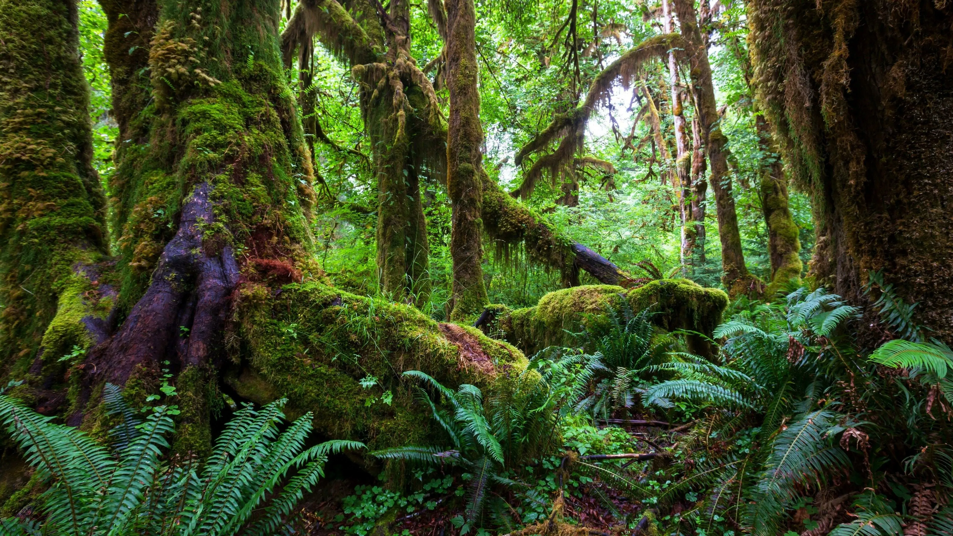 Dense Rainforest with Ferns and Filtered Sunlight Wallpaper