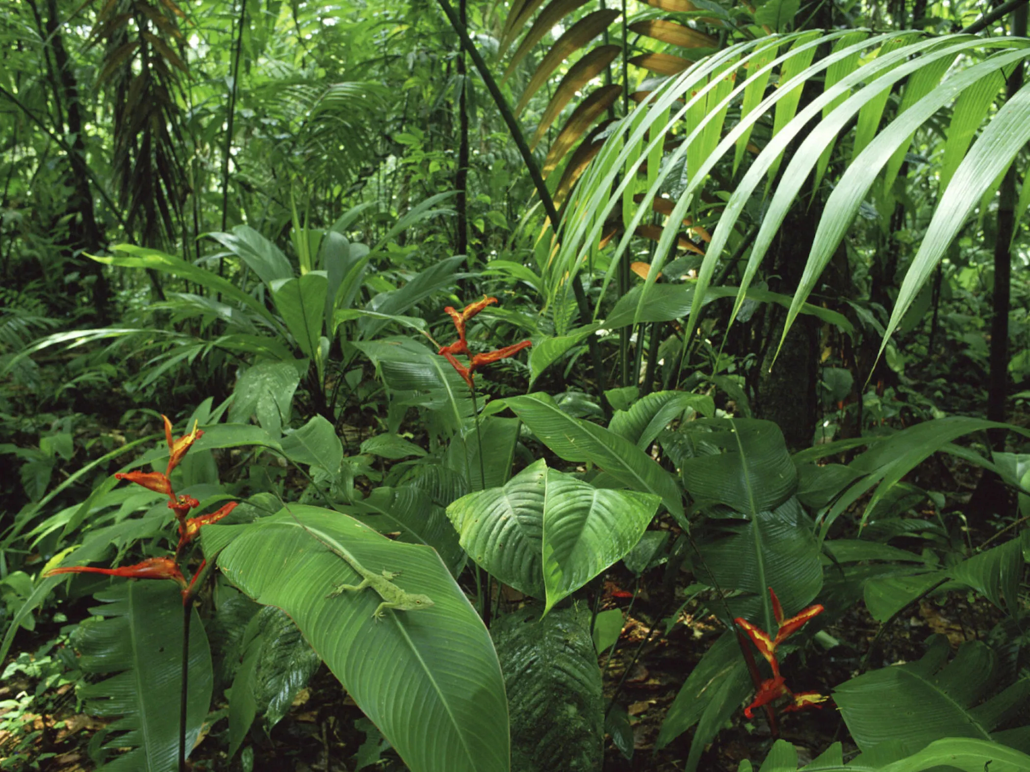 Dense Tropical Forest Floor with Green Plants and Leaves
