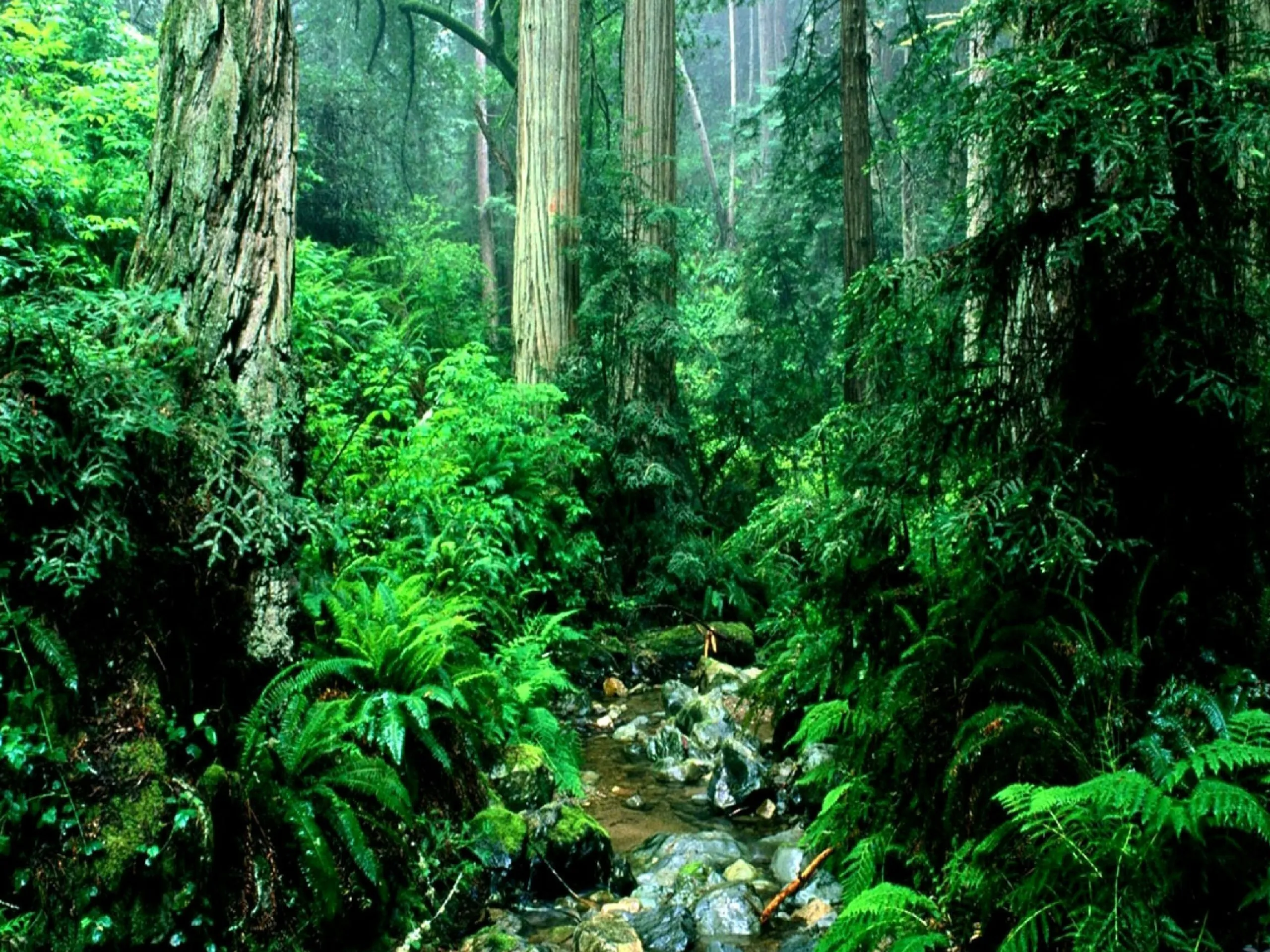 Dense Tropical Rainforest with Lush Greenery and a Stream