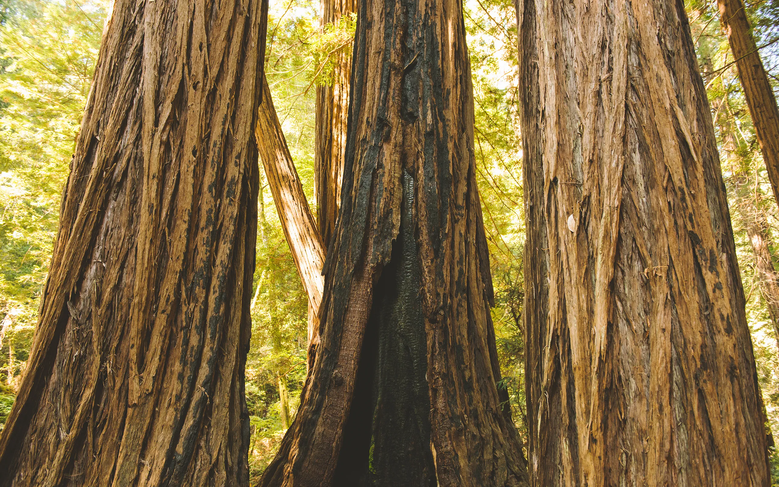 Detail View of Tree Trunks Glowing Golden in Warm Sunlight