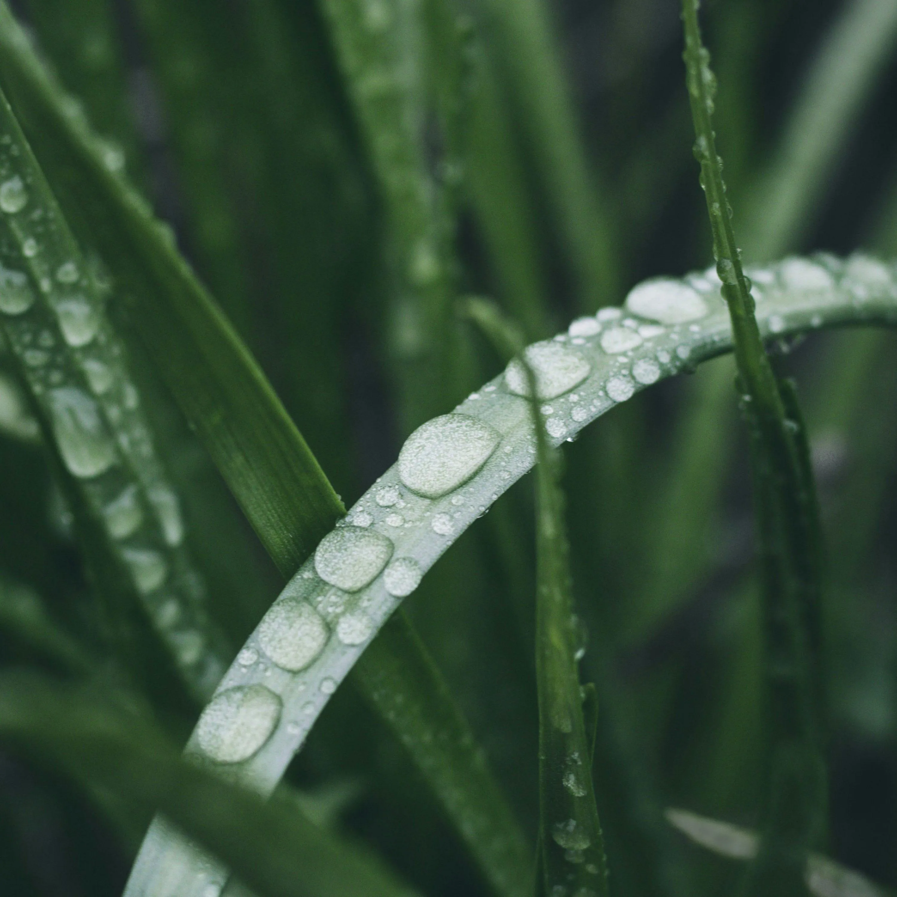 Dew Drops Lined Up on Green Grass Blade Free Wallpaper