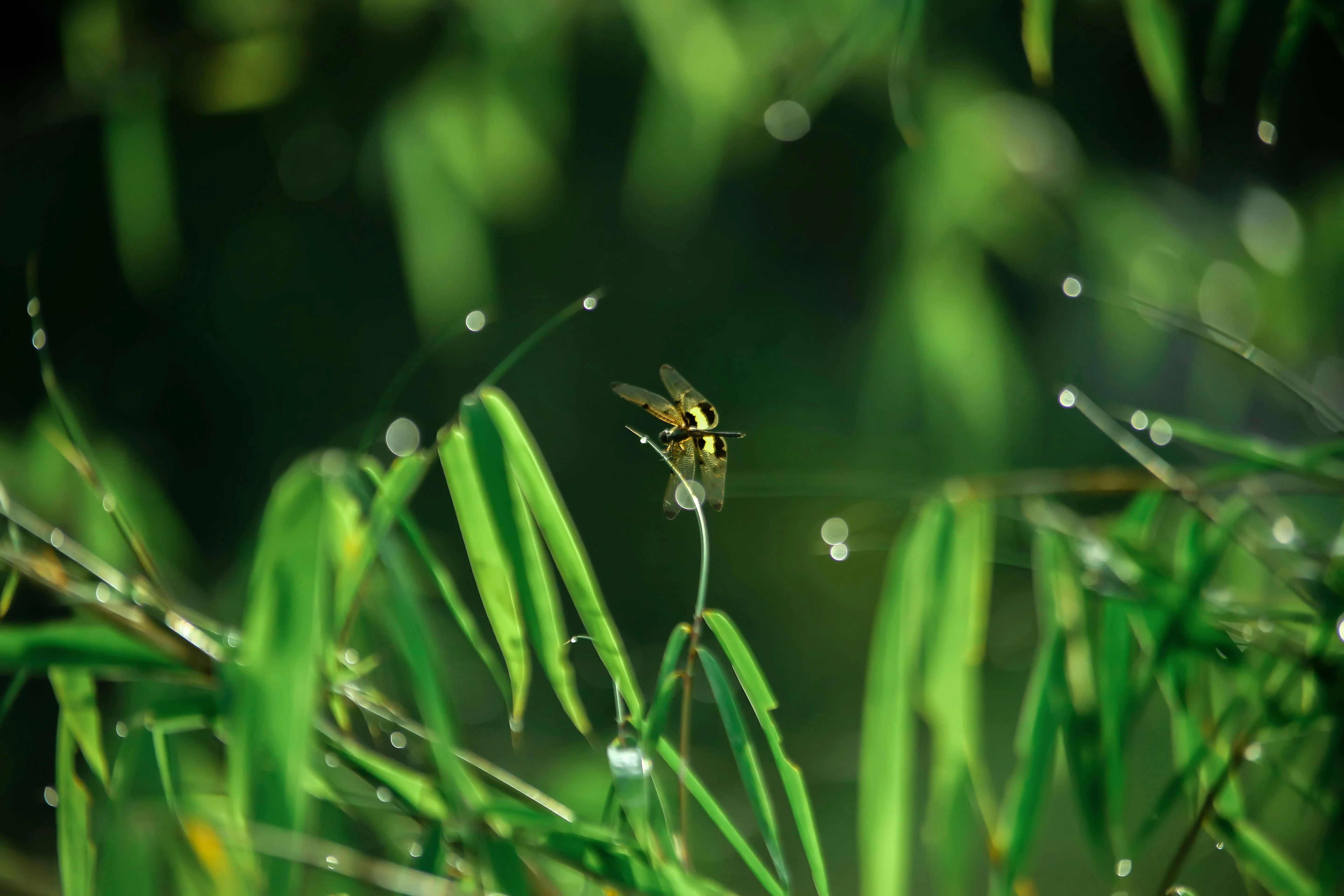 Dew drops on green grass blades in the morning Wallpaper