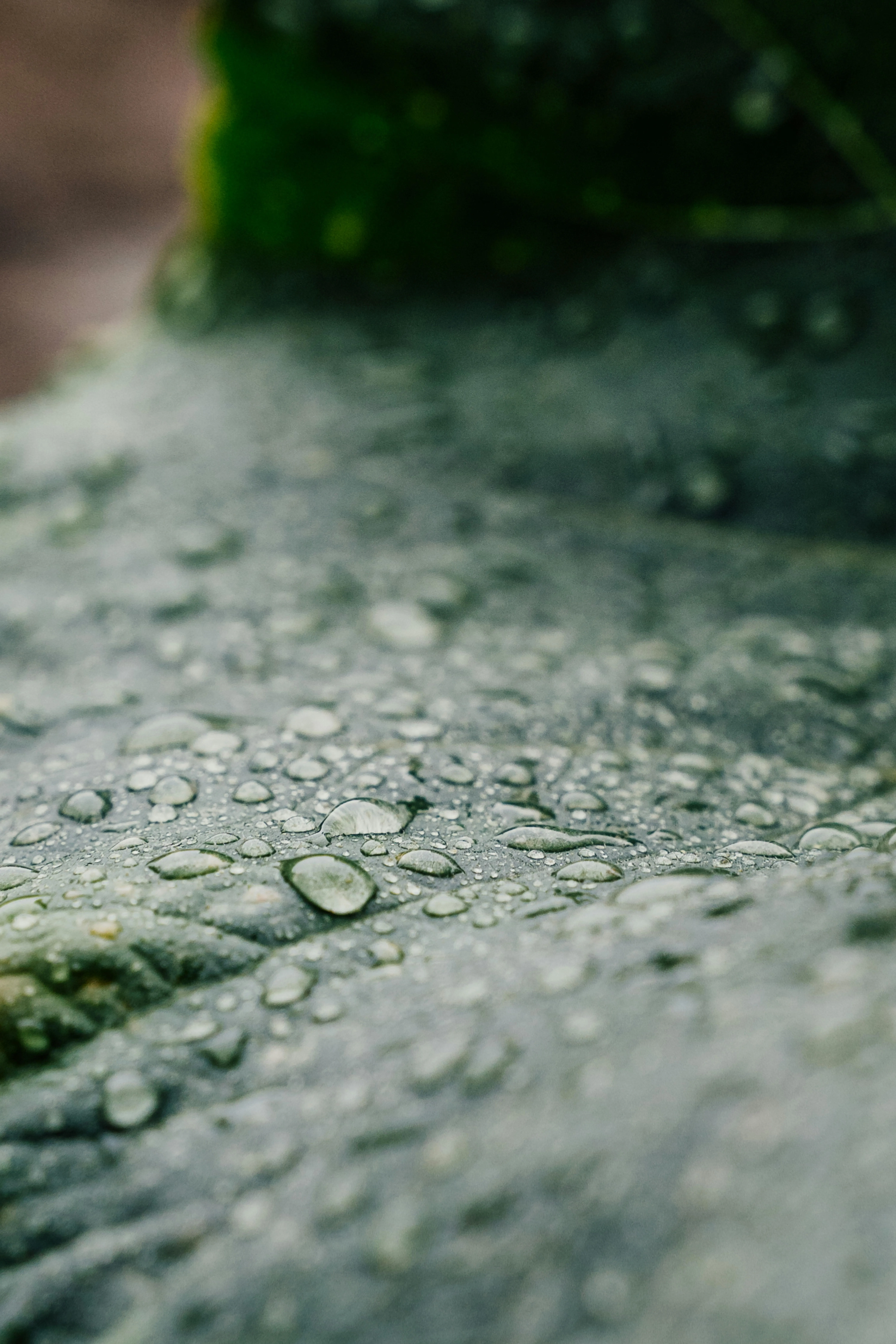 Dew Drops on Green Leaves After Early Morning Shower