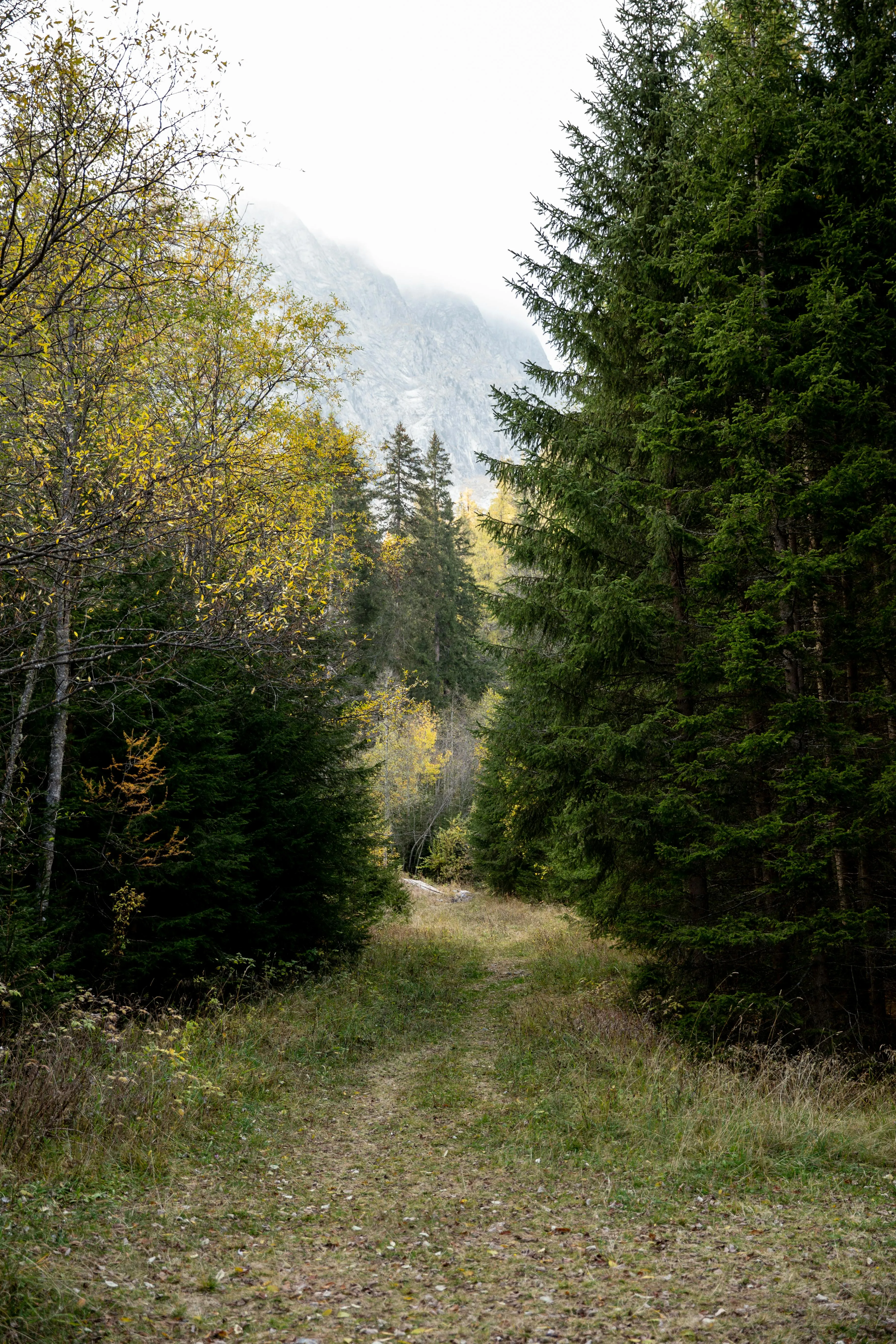 Dirt Path Lined with Golden and Green Autumn Forest Trees