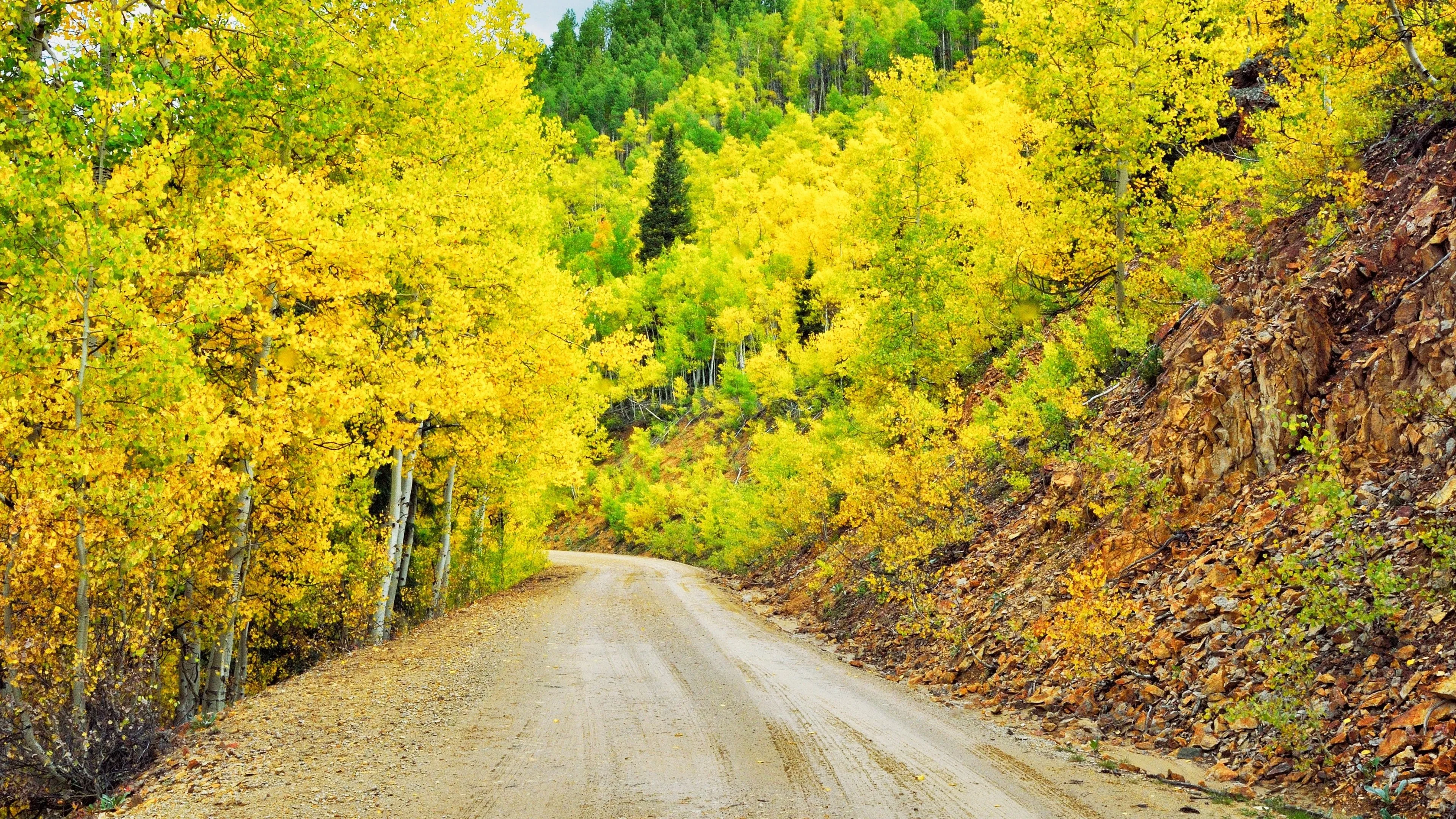 Dirt Road Through a Yellow Forest During the Autumn Season