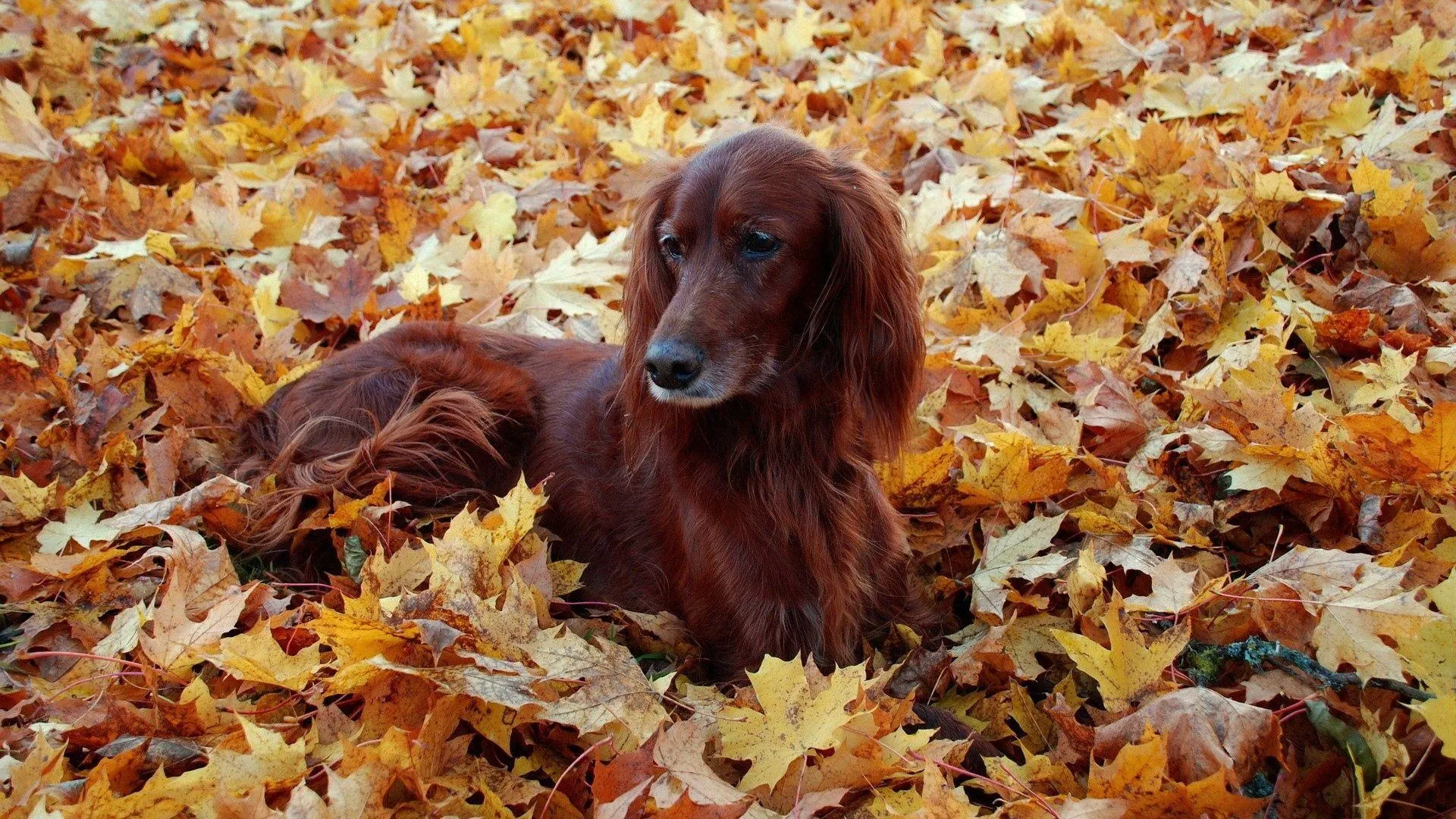 Dog sitting in a field of orange autumn leaves image