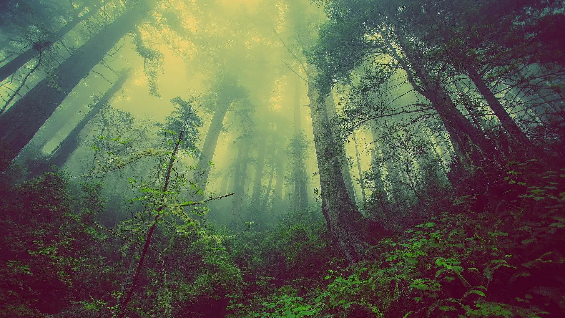 Dreamlike Misty Forest with Glowing Green and Yellow Light