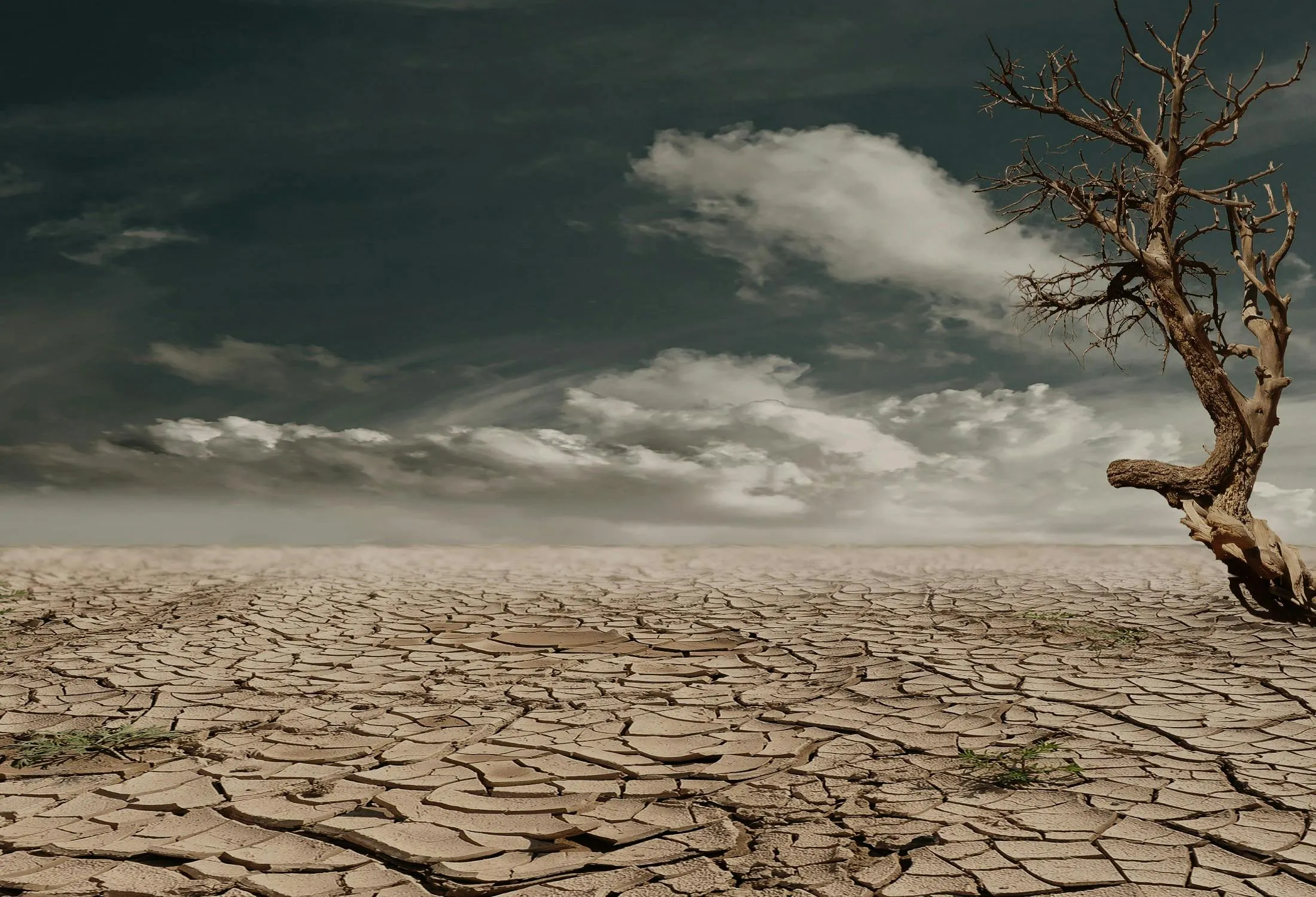 Dry Desert Landscape with Dead Tree Under Cloudy Sky