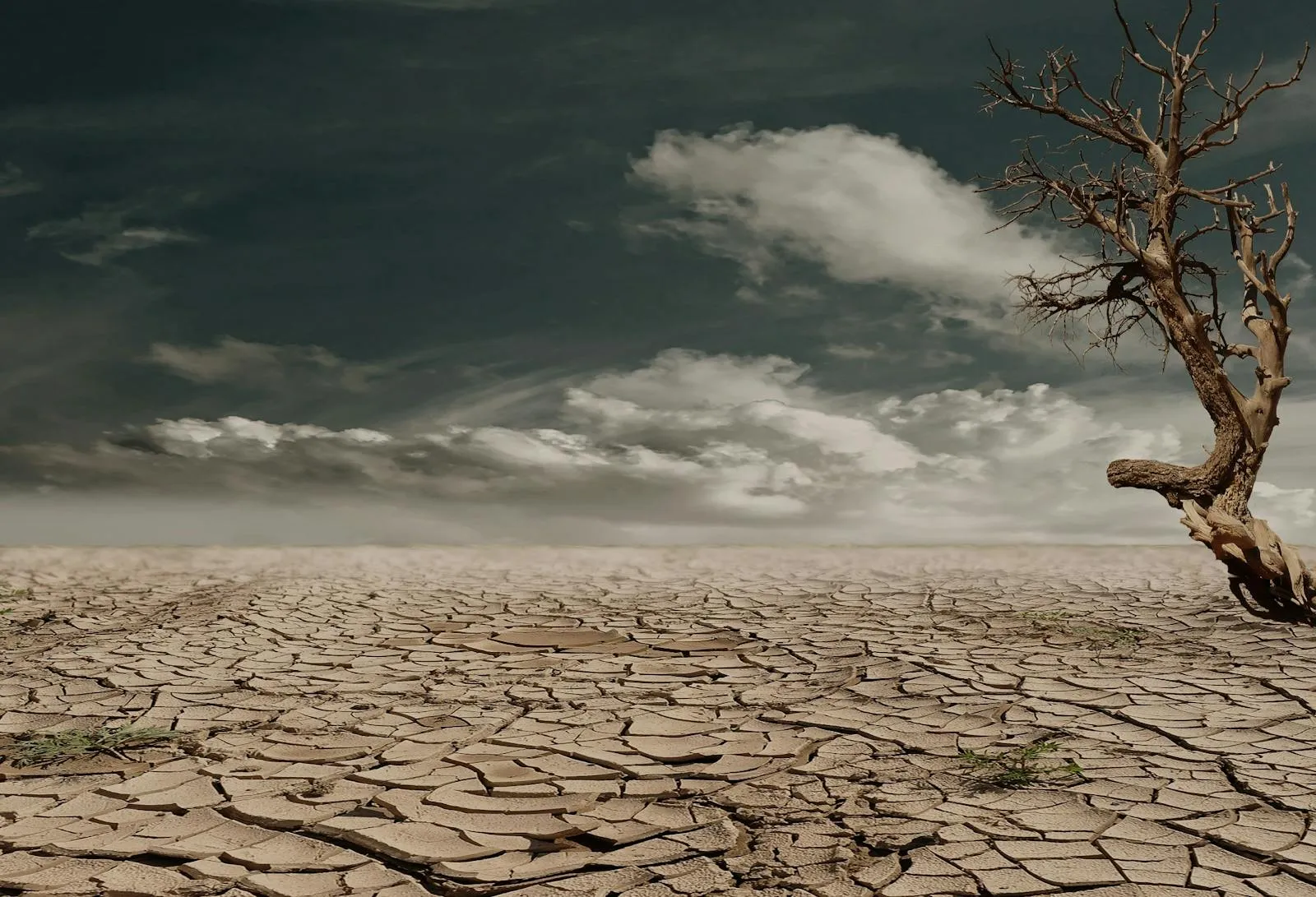Dry Desert Landscape with Sparse Trees and Dark Cloudy Sky