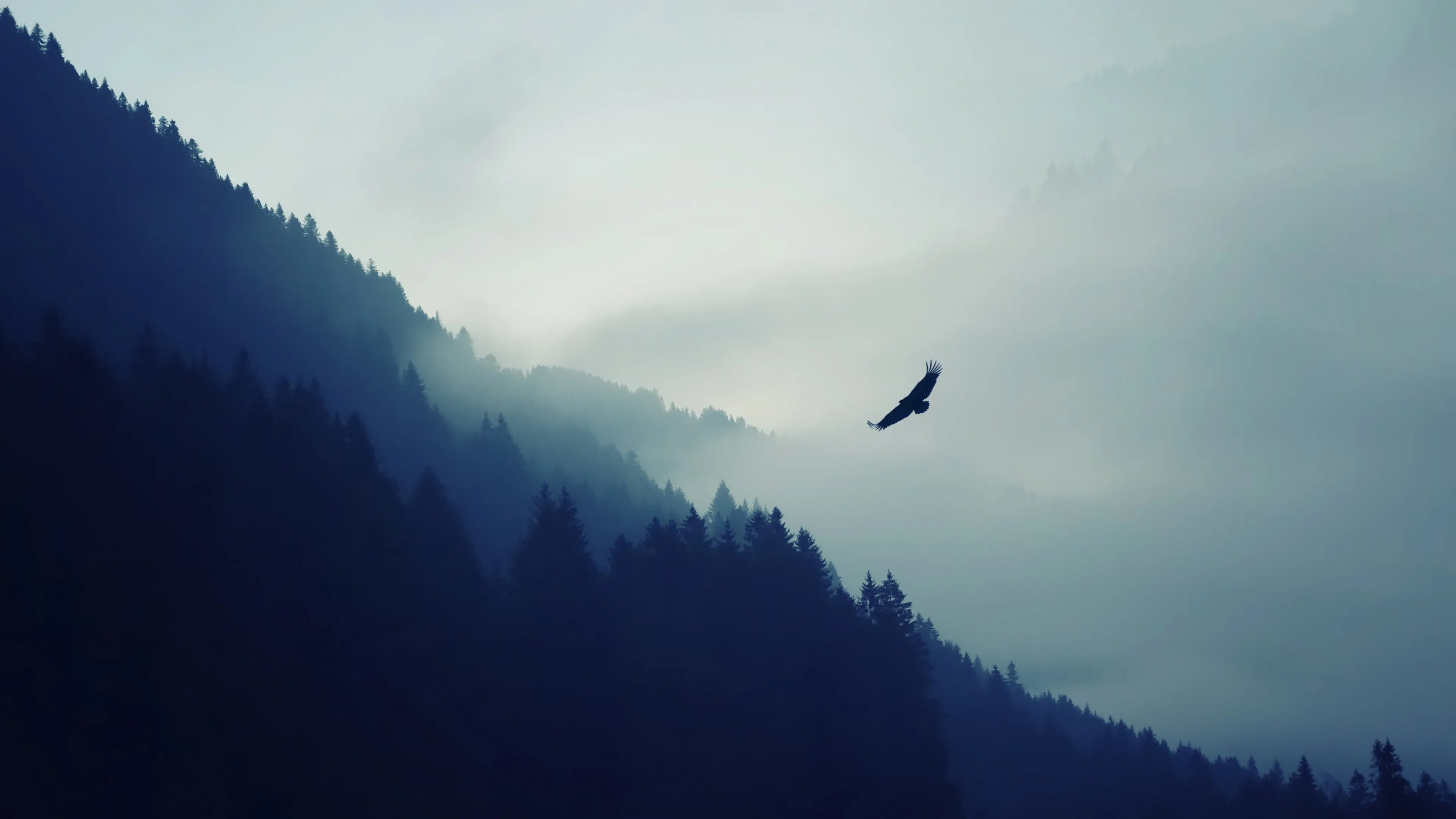 Early Morning Mist in the Mountains with a Soaring Bird