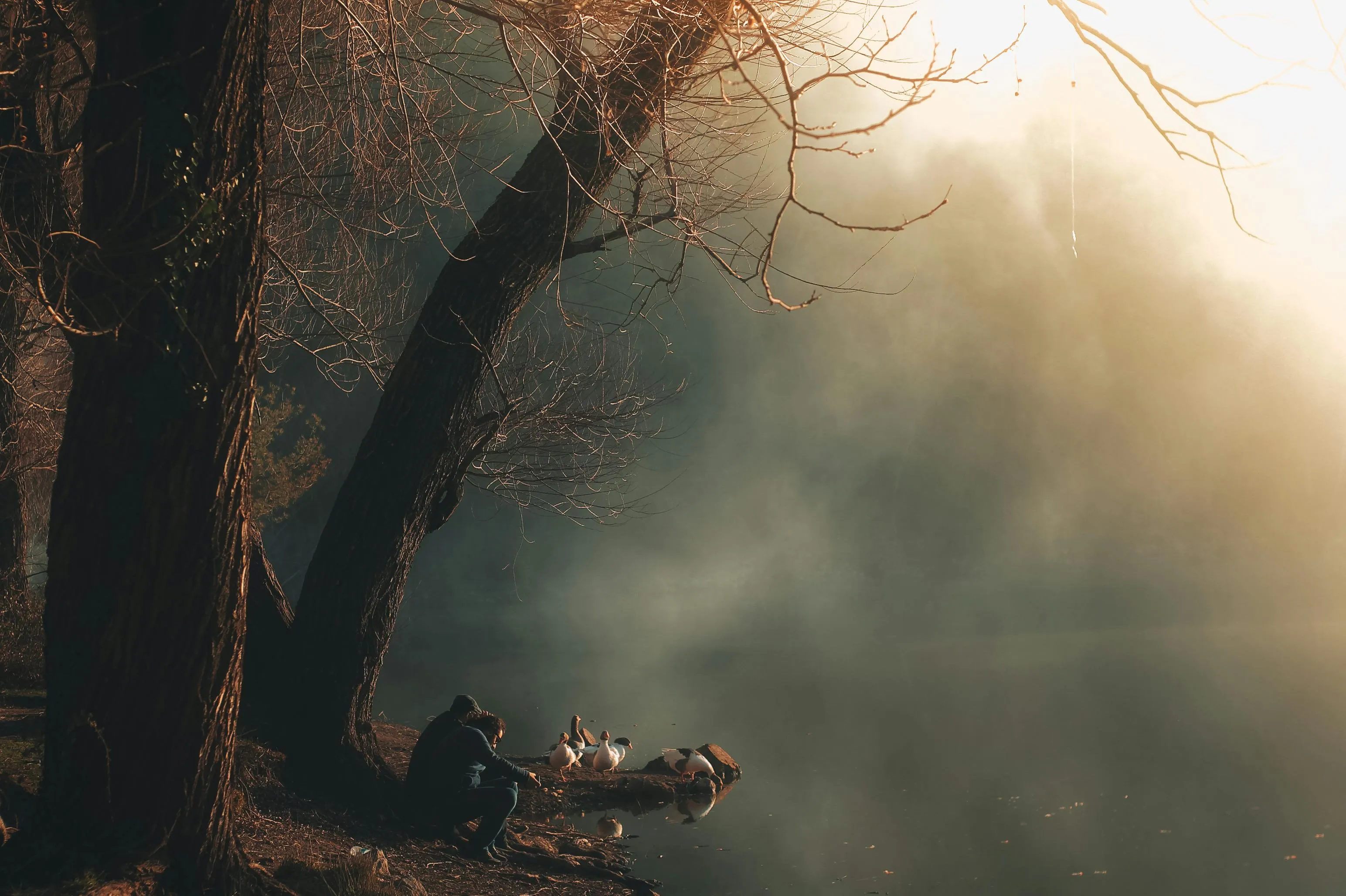 Early Morning Mist Rising Through Trees and the Forest Lake